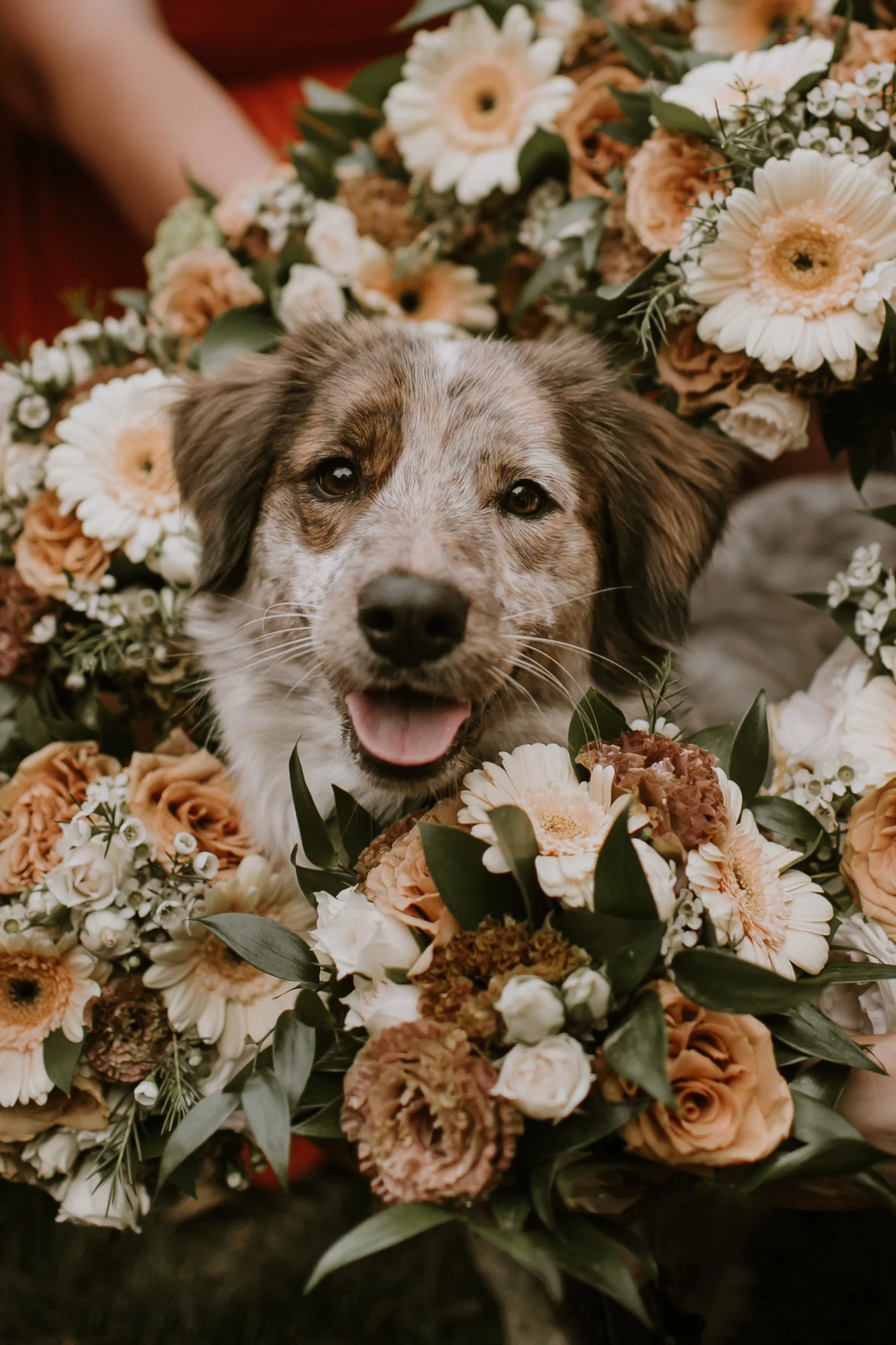 Wedding day photo of dog surrounded by bride’s floral bouquet in Chicago
