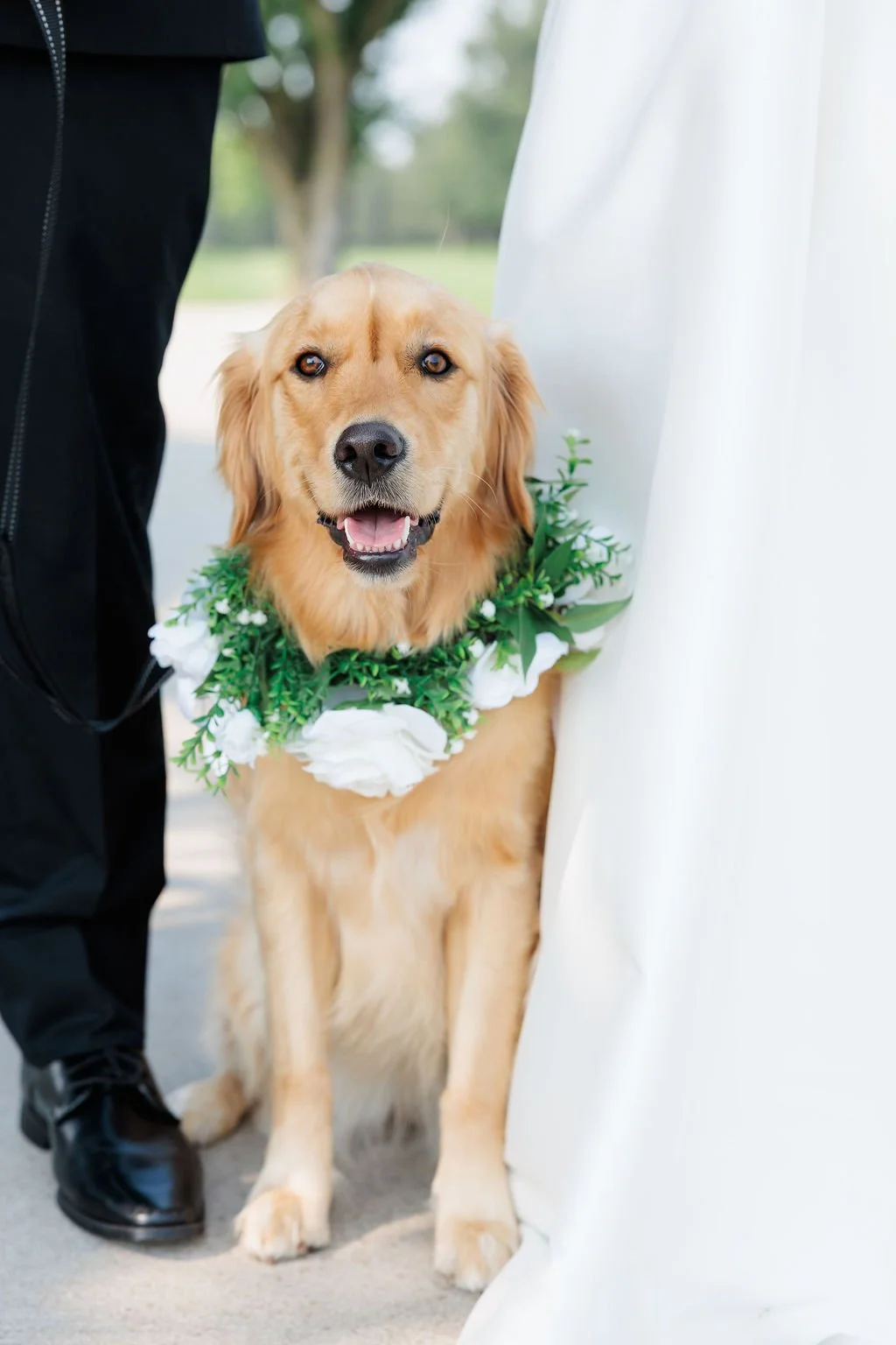 Golden retriever dog during wedding with a floral collar posing with the bride and groom