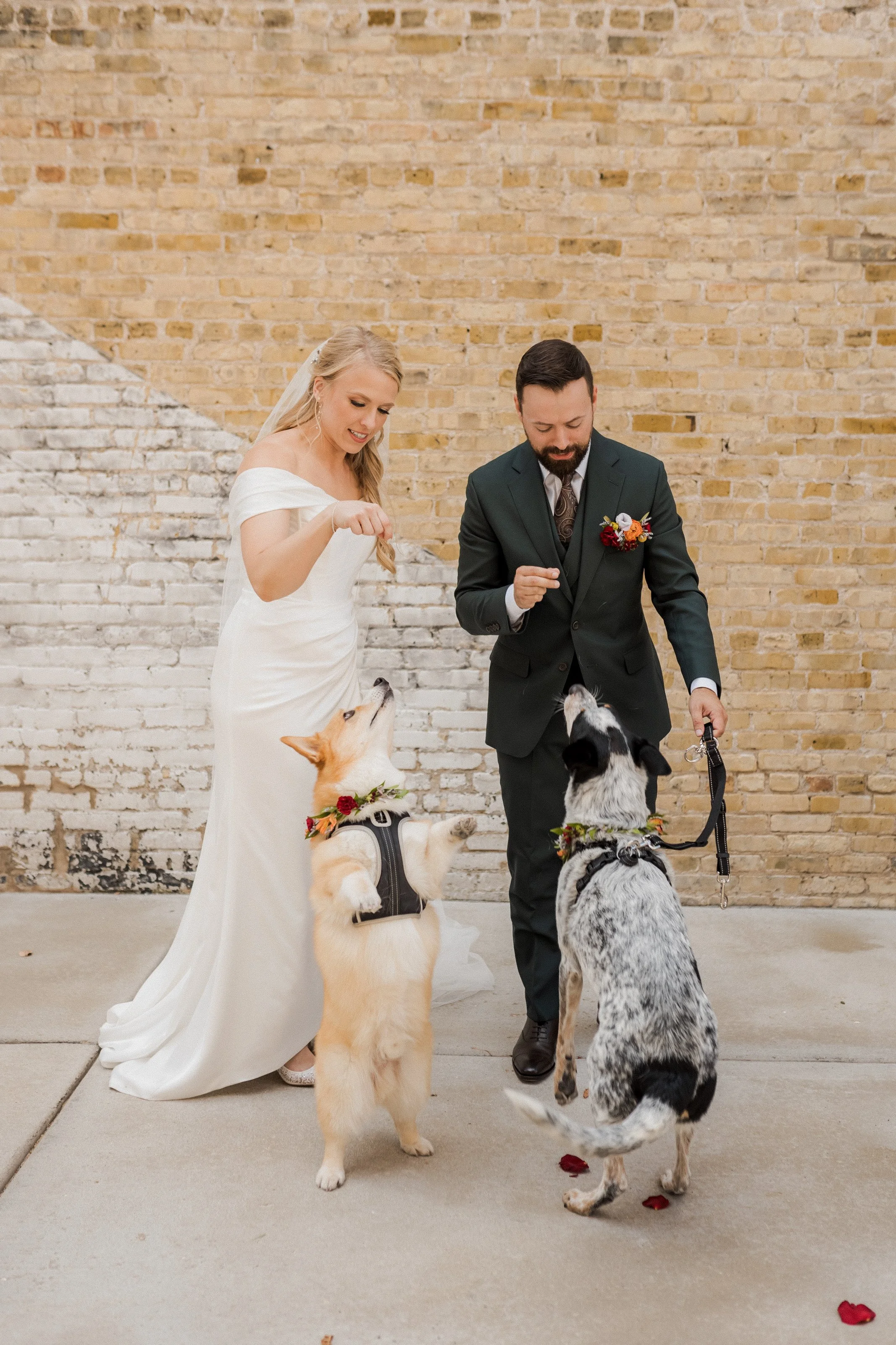 Bride and Groom using treats to have their dogs do tricks during wedding photography at Mercantile Hall in Burlington Wisconsin.