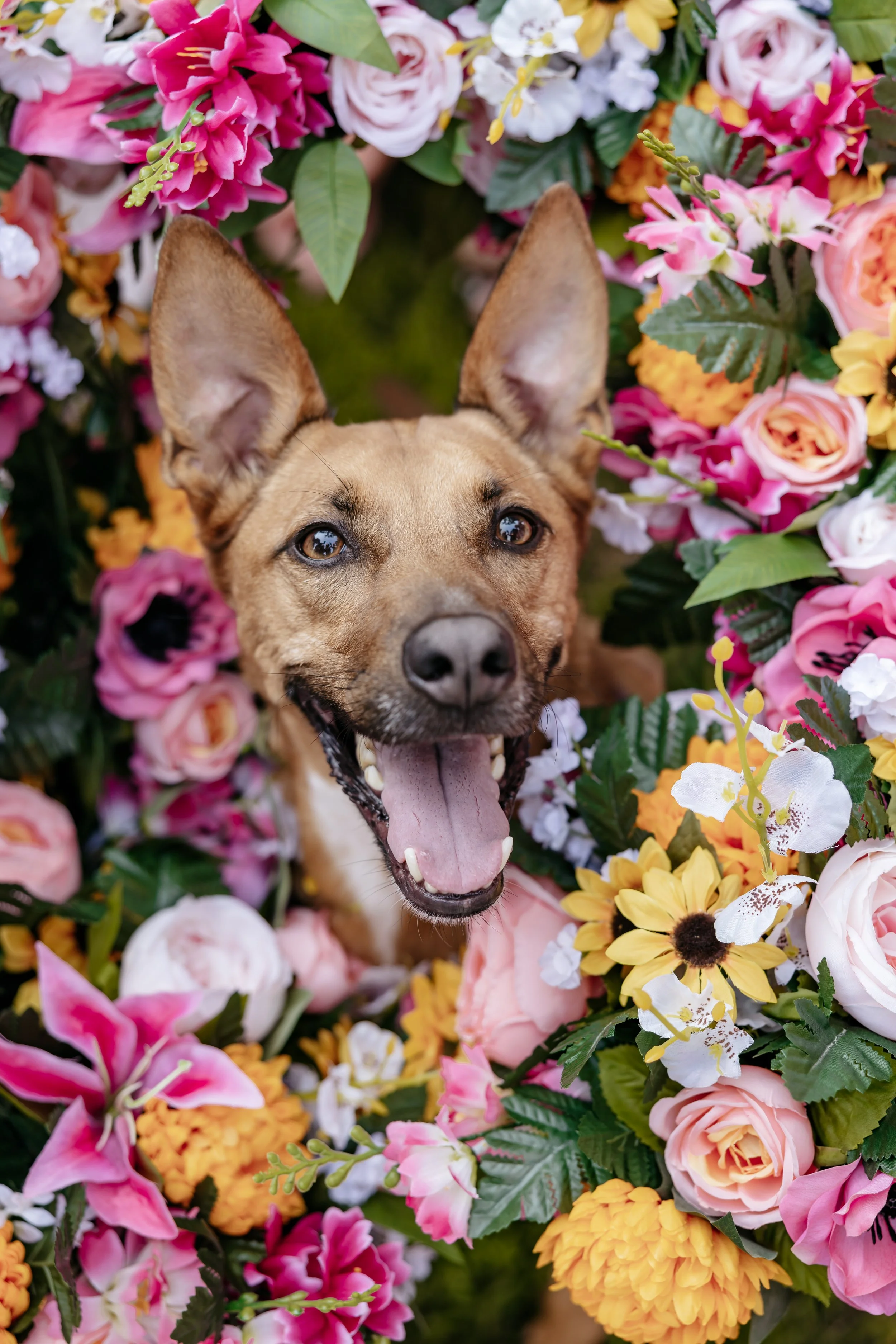 Chicago dog wedding attendant assisting with bouquet photo of wedding dog.
