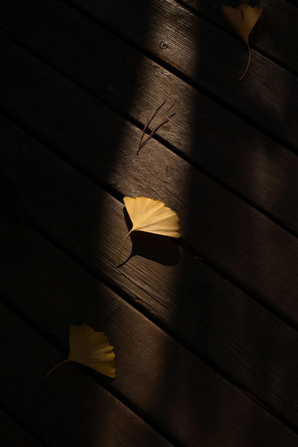 Three yellow ginkgo leaves on a dark wooden surface with subtle lighting casting shadows.