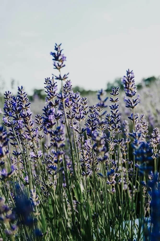 Close-up of blooming lavender flowers in a field with a pale sky background.