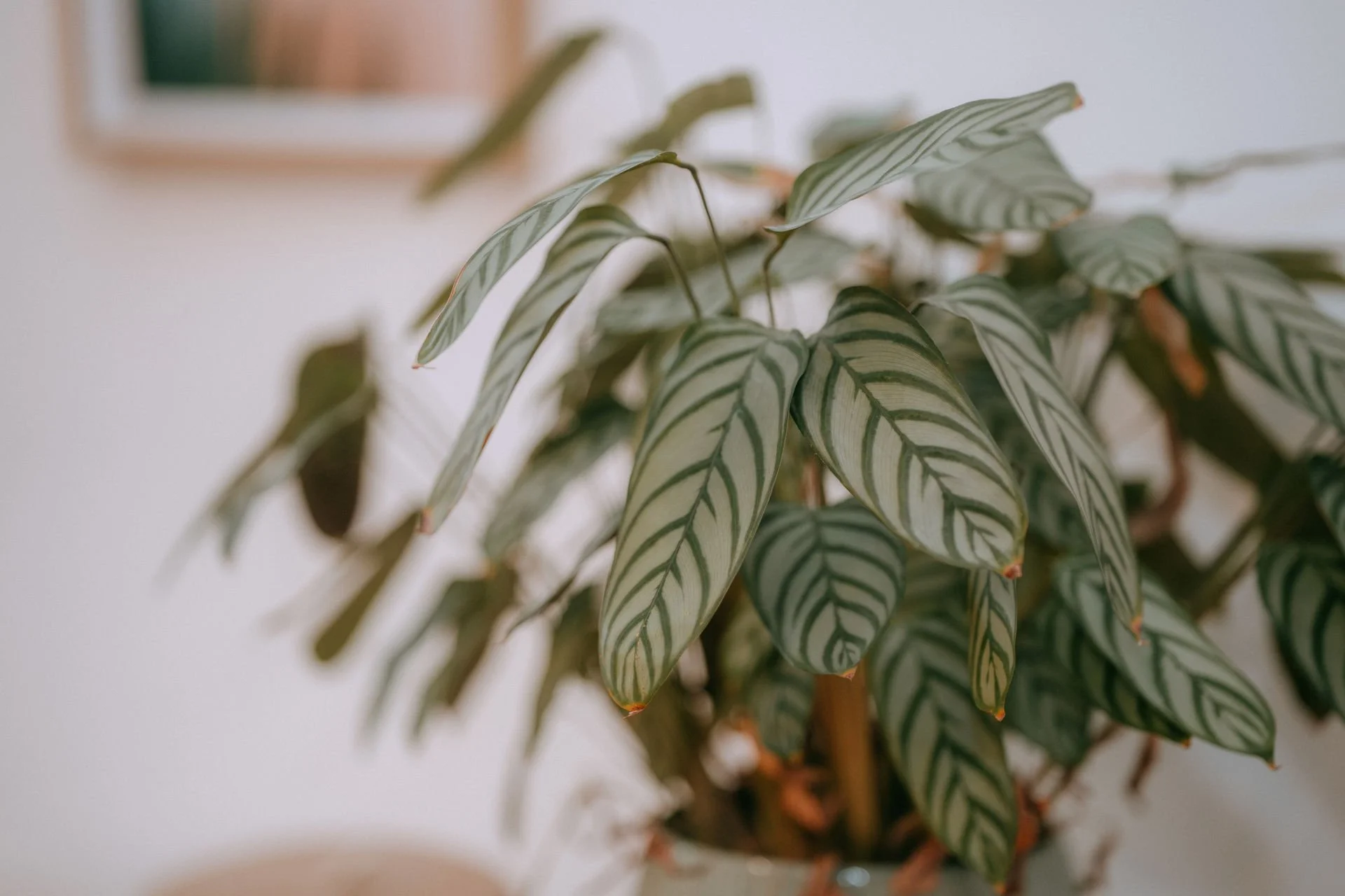 Grüne Zimmerpflanze als Gestaltungselement in der Praxis