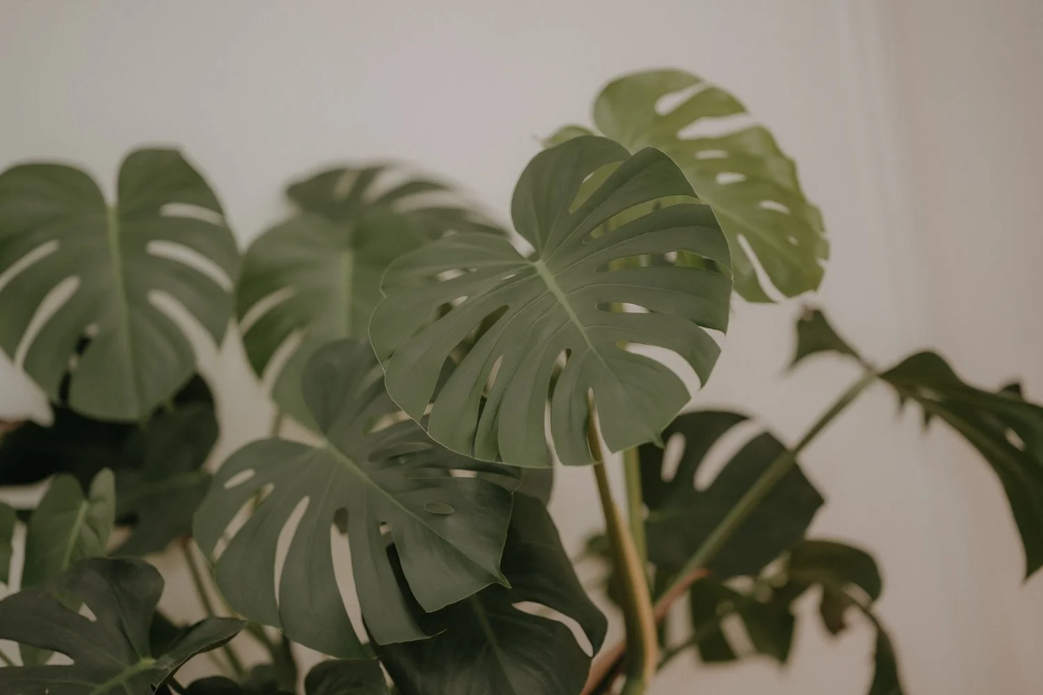 Grüne Zimmerpflanze als Gestaltungselement in der Praxis