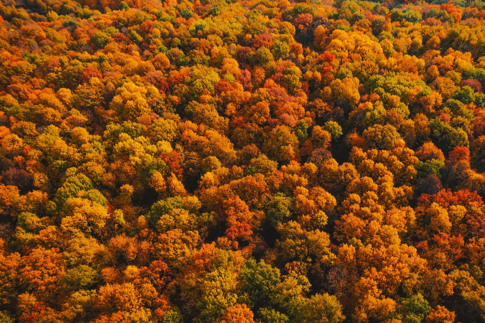 aerial-view-of-orange-forest-in-autumn-sunny-day-2025-02-22-02-27-33-utc.jpg