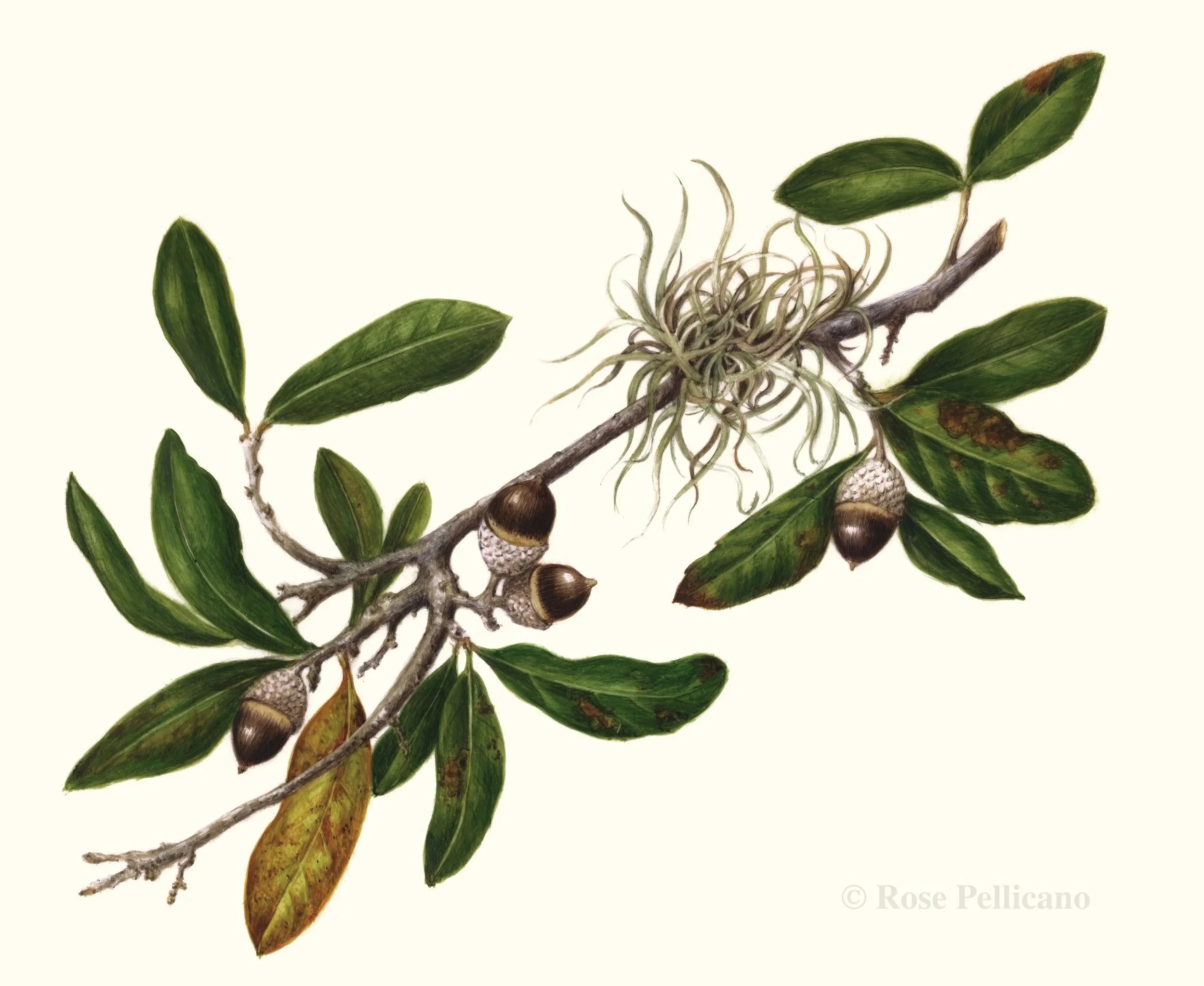 Live Oak - Watercolor on Vellum - 7 x 9