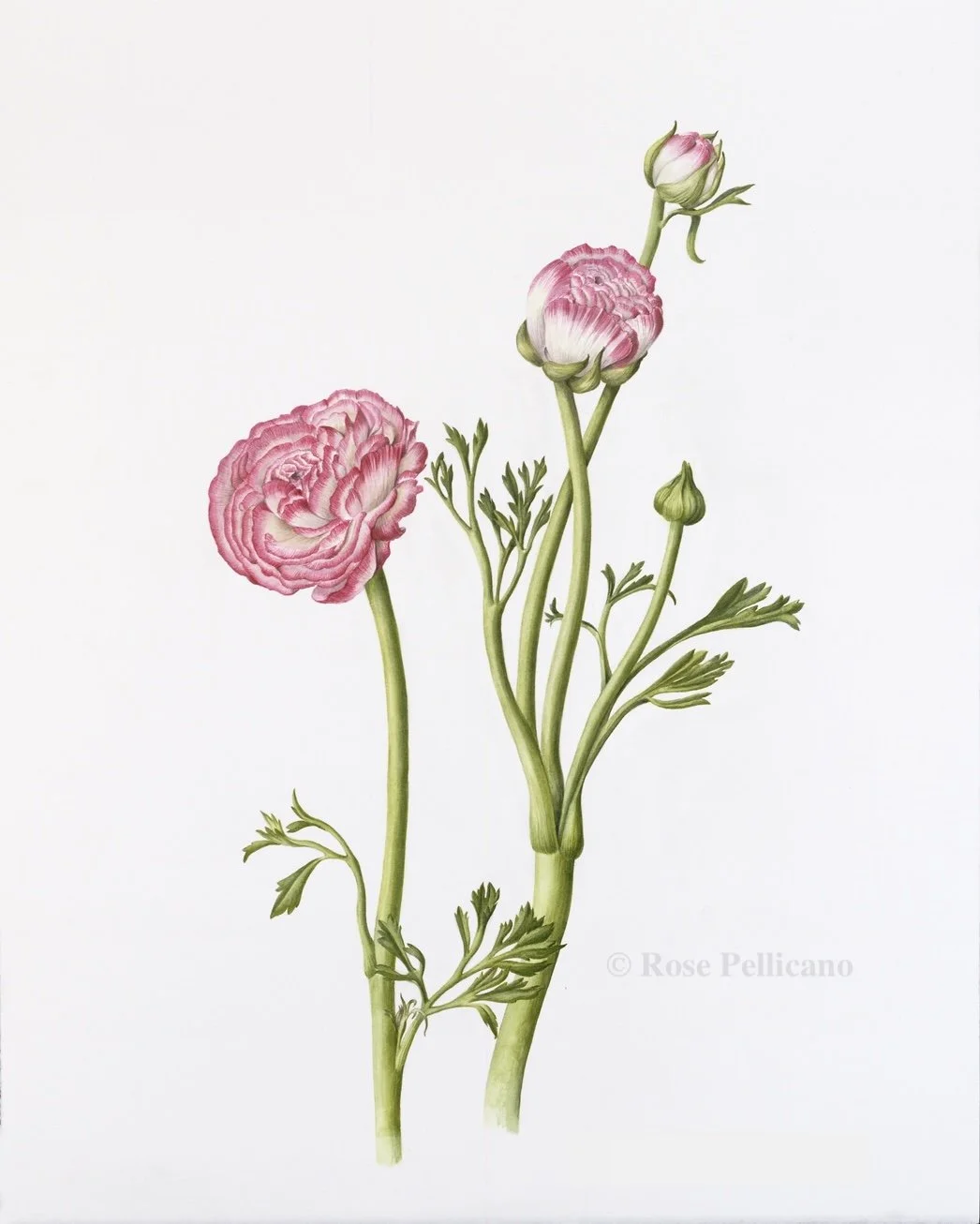Ranunculus - Watercolor on Paper -  13 x 19