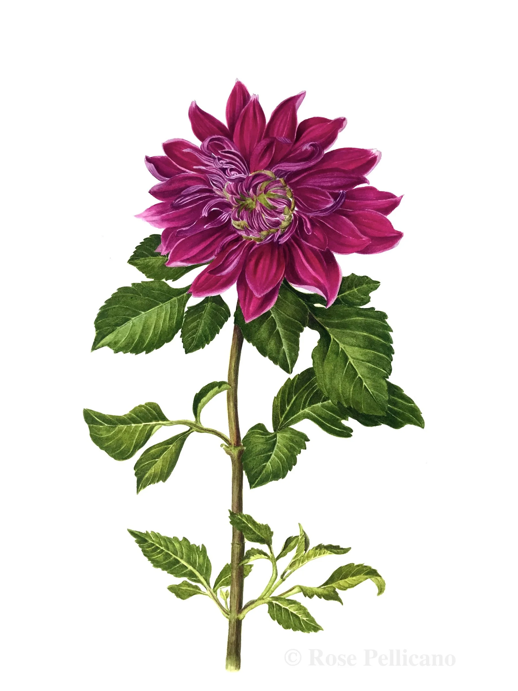 Dahlia - Watercolor on Paper - 11 x 14