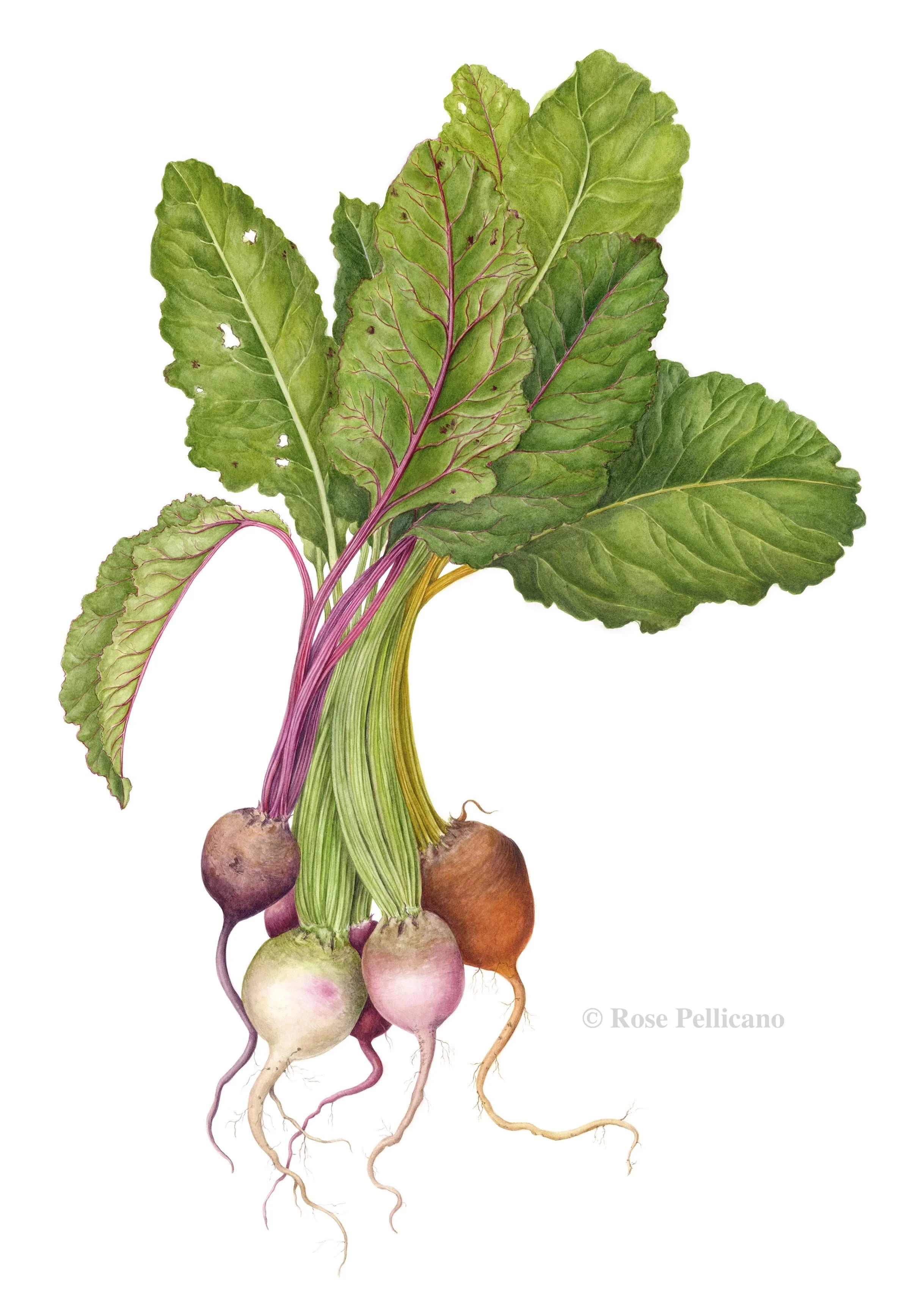 Rainbow Beets - Watercolor on Paper
- 20 x 28