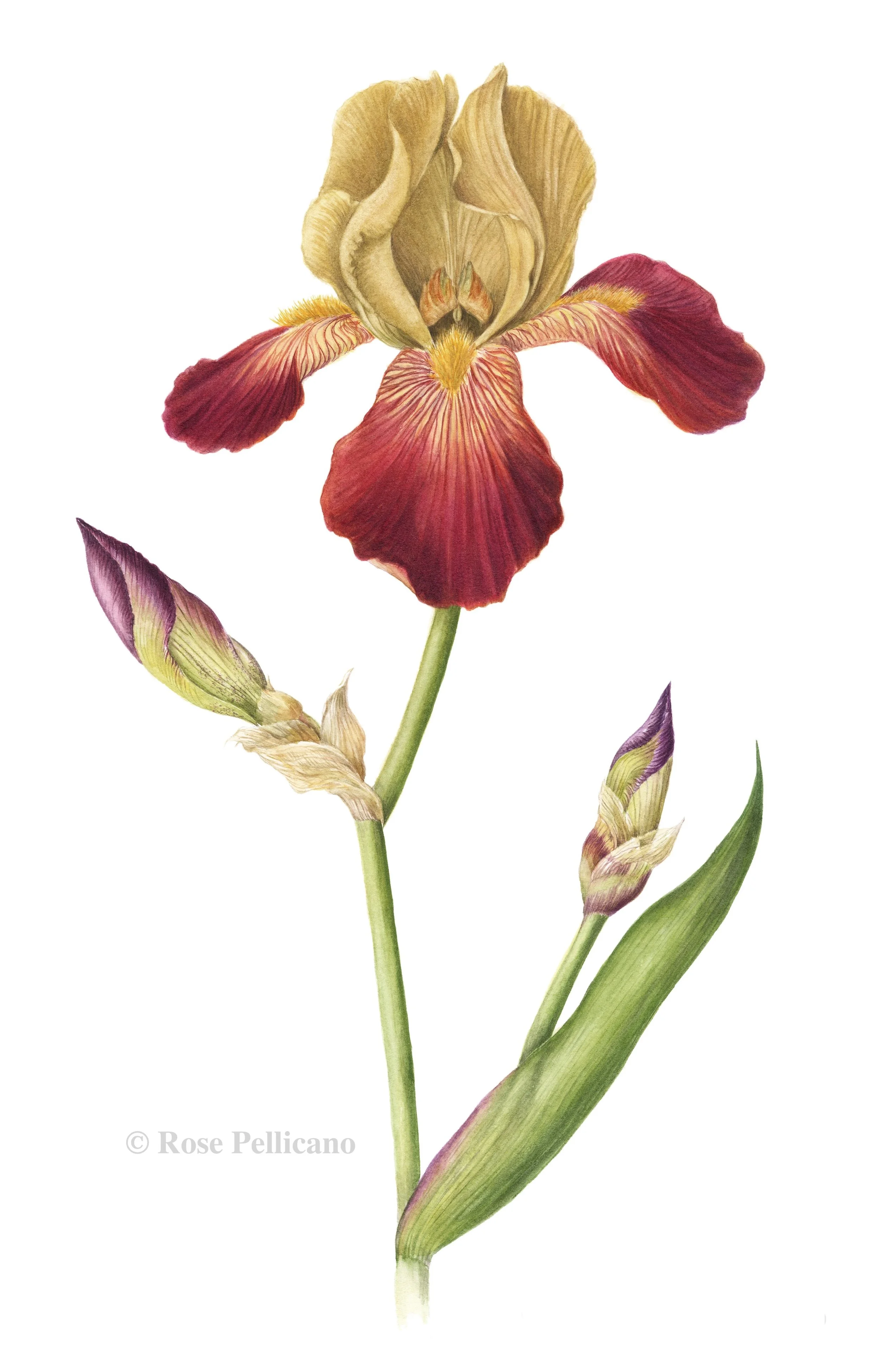 Iris - Watercolor on Paper - 14 x 16