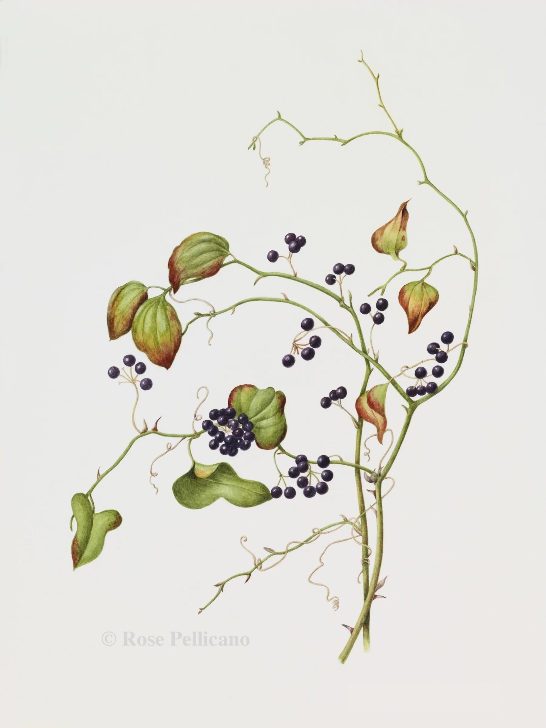 Smilax - Watercolor on Paper - 11 x 15