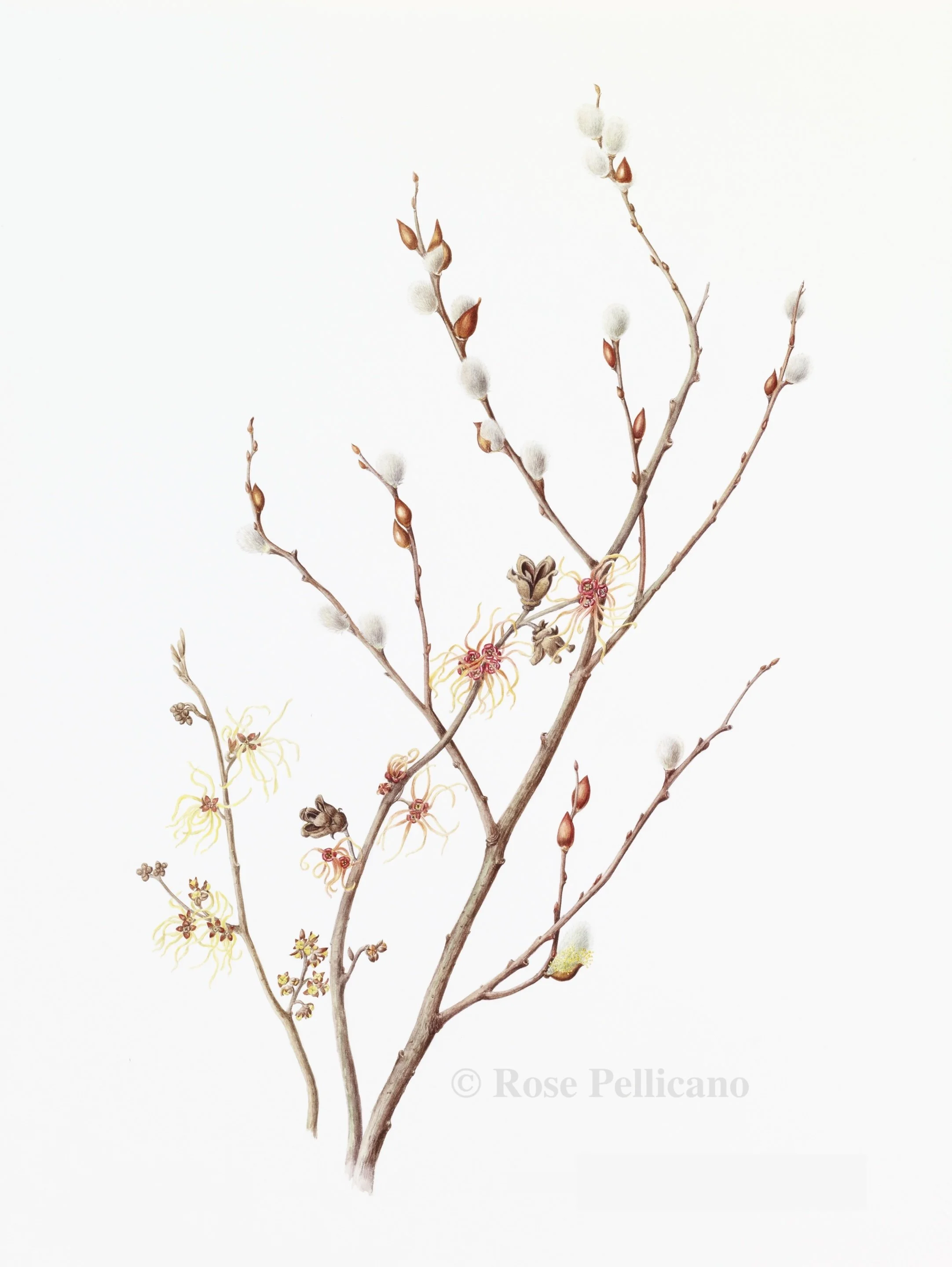Pussy Willow and Witchhazel - Watercolor on Paper - 16 x 10