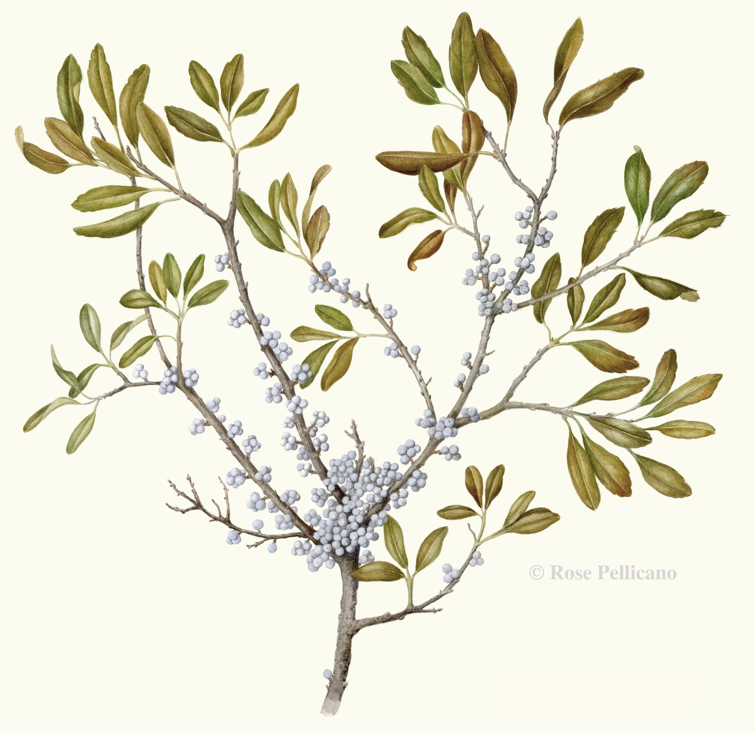 Bayberry - Watercolor on Paper - 16 x 18