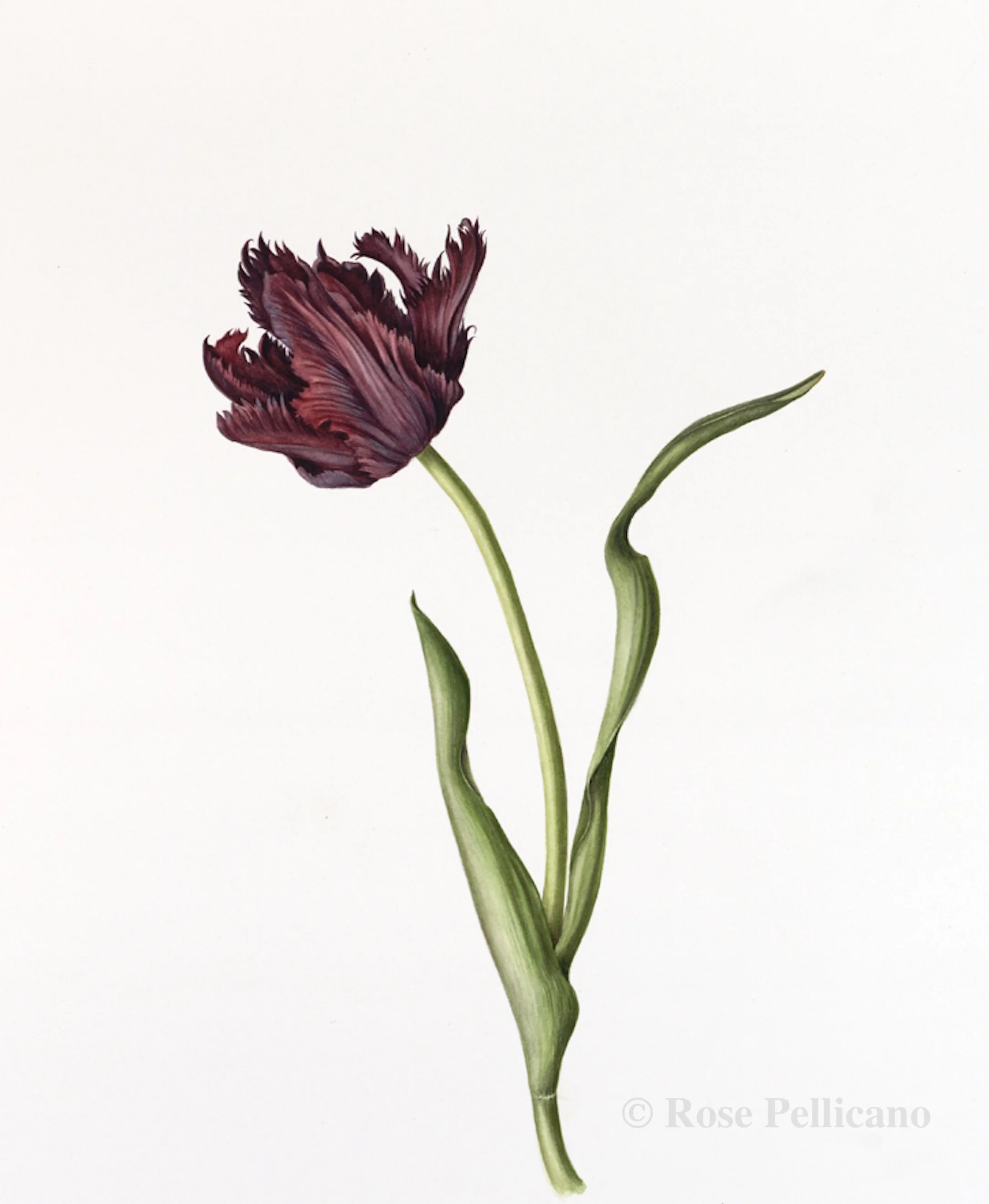 Black Tulip - Watercolor on Paper - 13 x 10