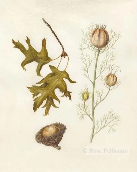 Acorn, Nigella Seed Pods - Watercolor on Vellum - 7 x 9