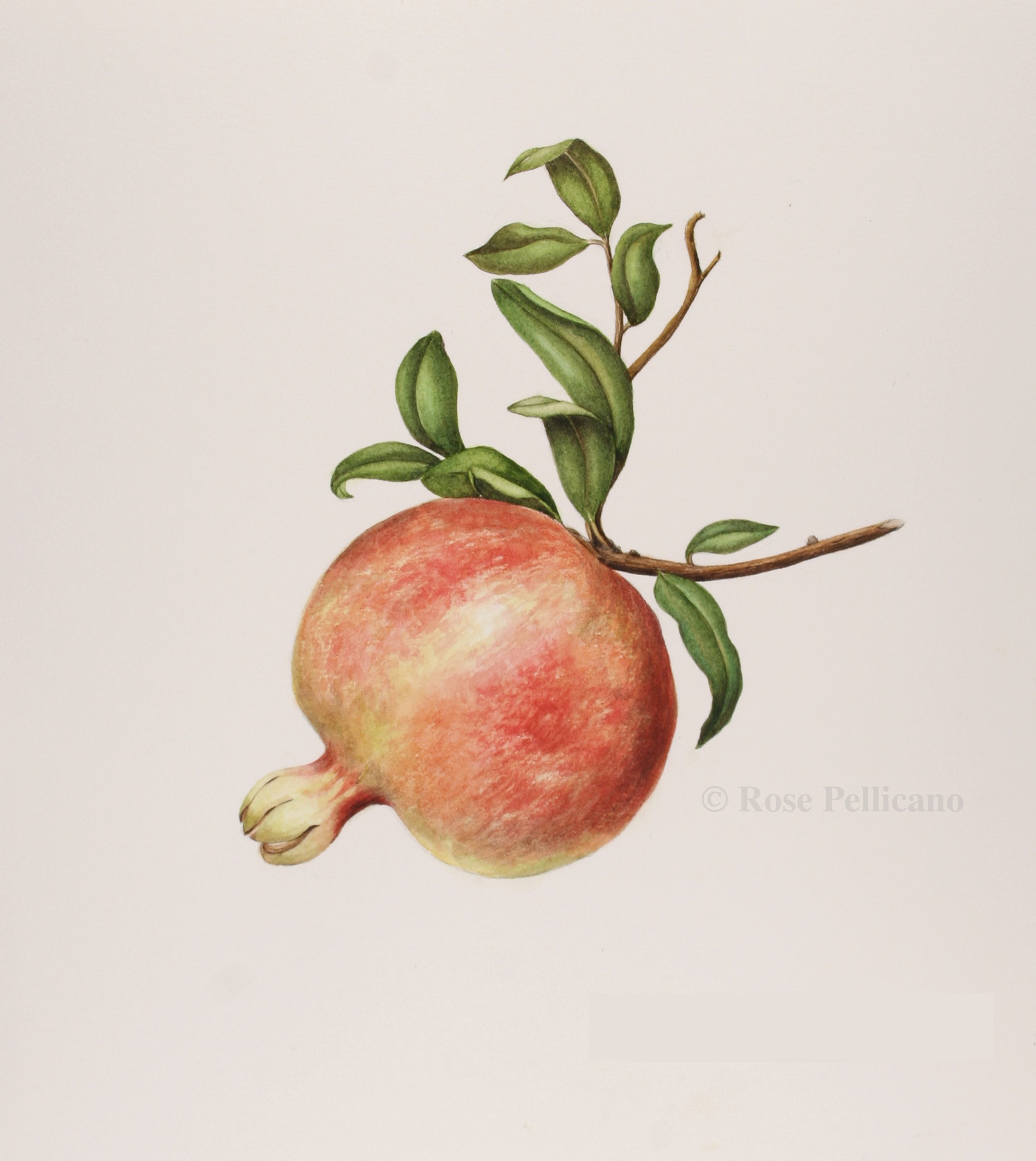 Pomegranate - Watercolor on Paper - 9 x 11