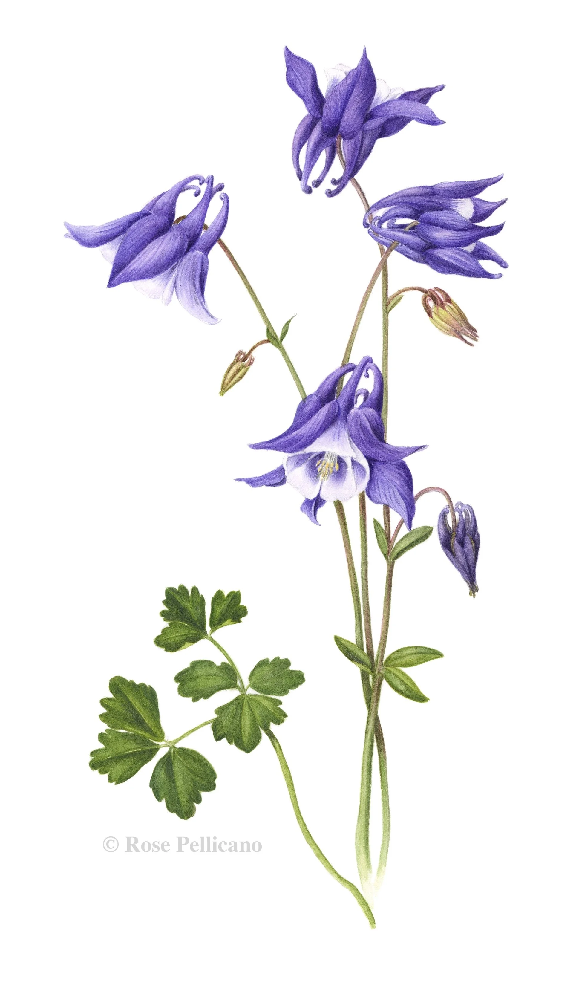 Columbine - Watercolor on Paper - 11 x 12