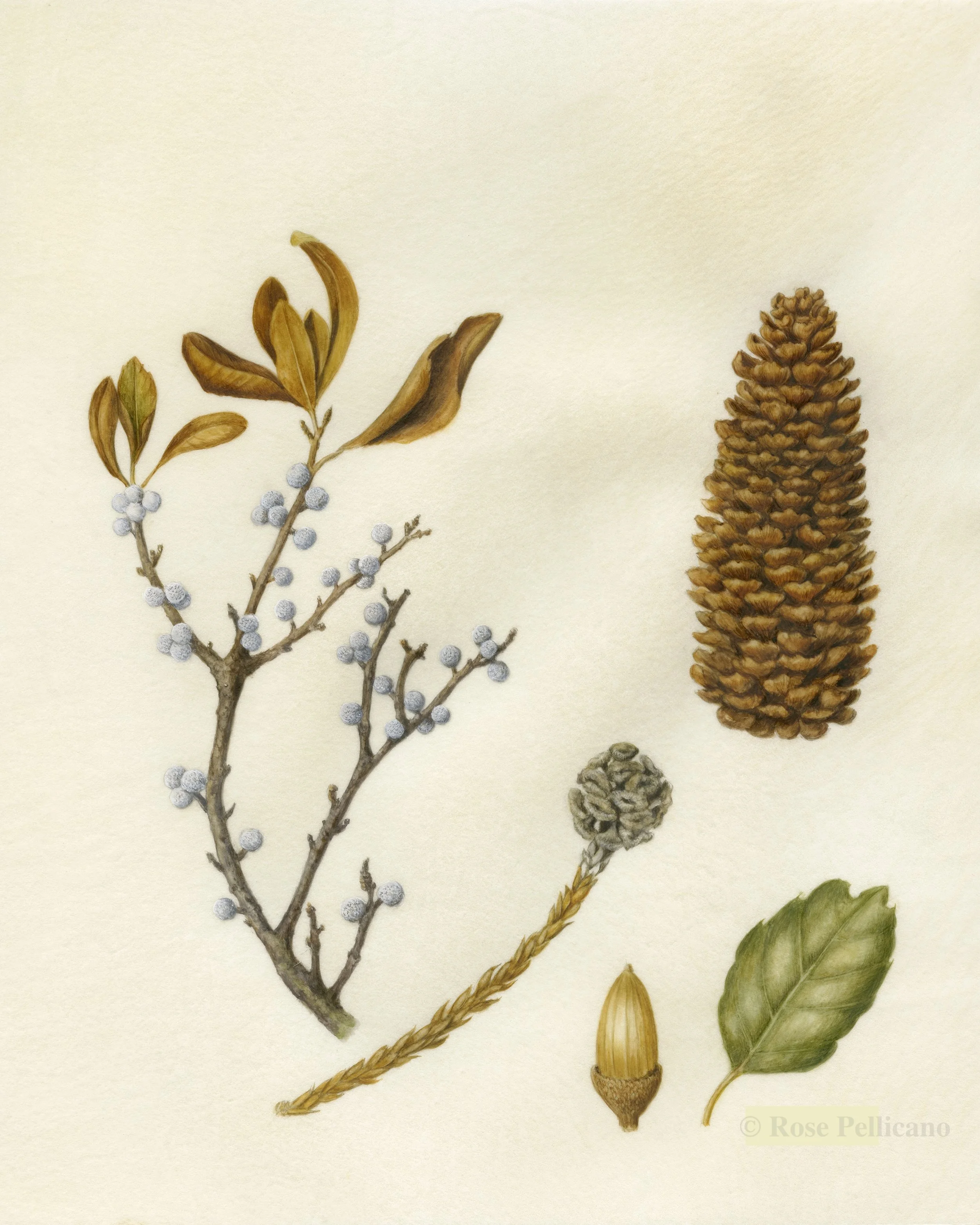 Pine Cone, Bayberry, Acorn - Watercolor on Vellum - 7 x 9
