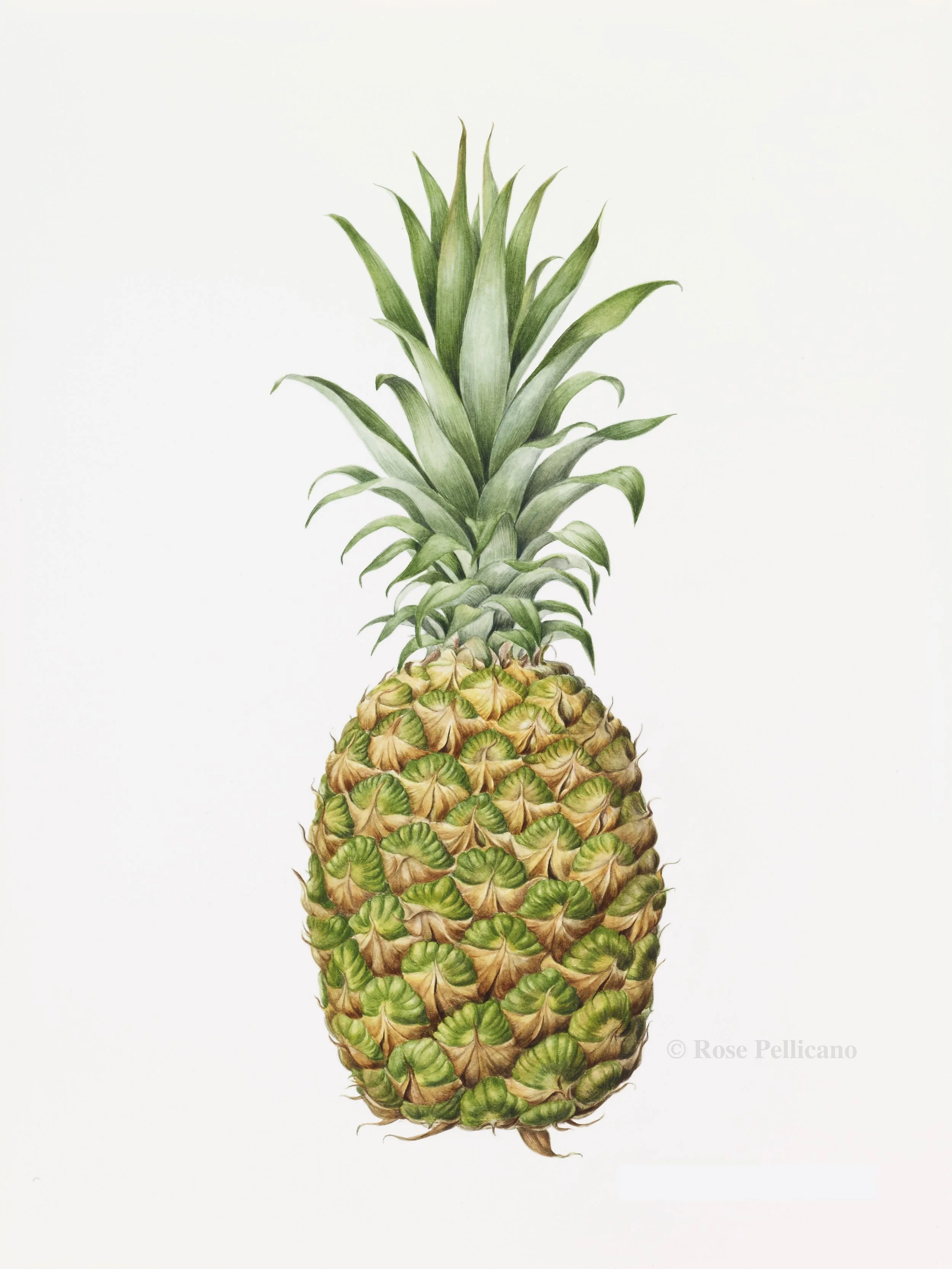 Pineapple - Watercolor on Paper - 12 x 20