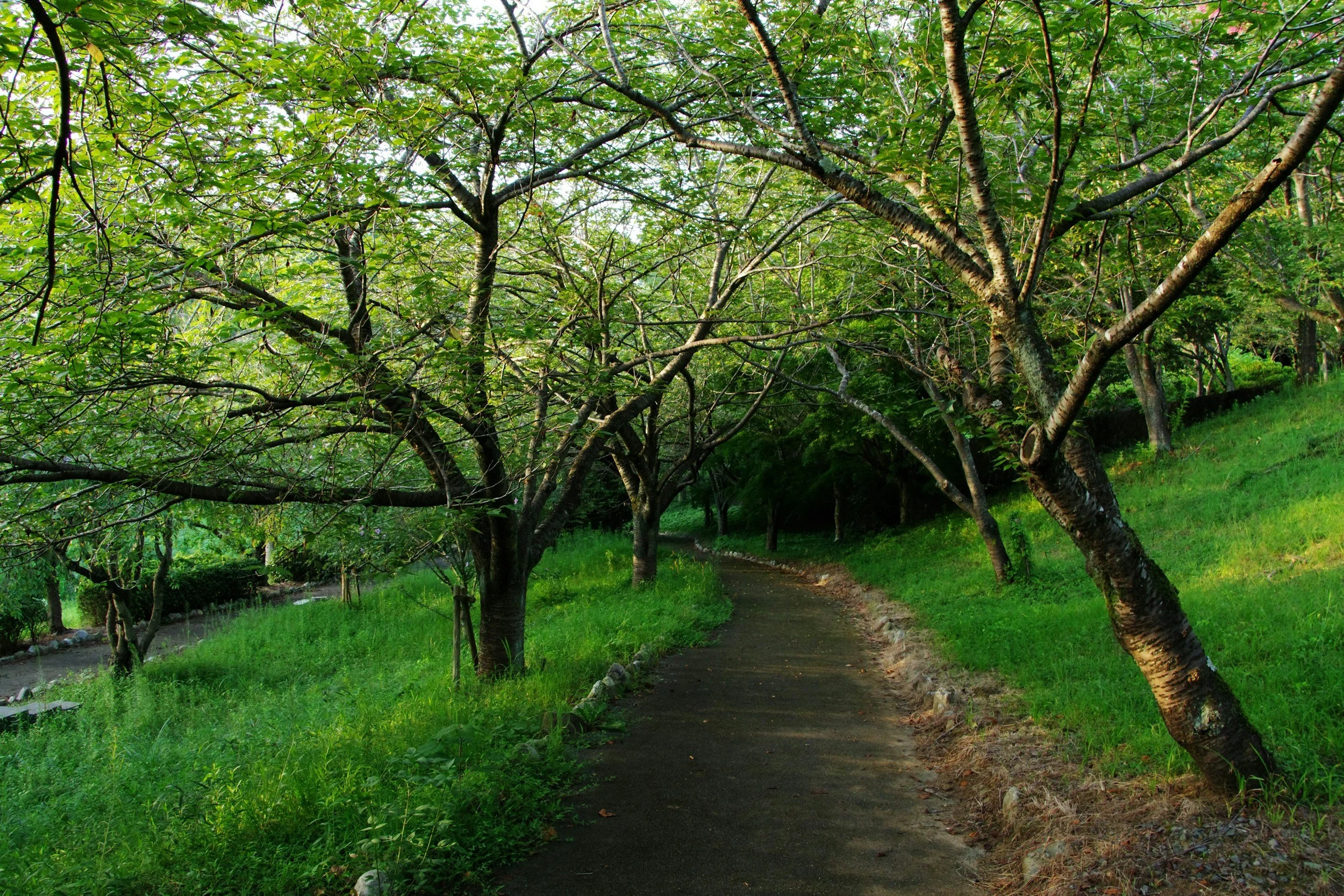 A winding dirt path through a green park with trees arching over the trail.