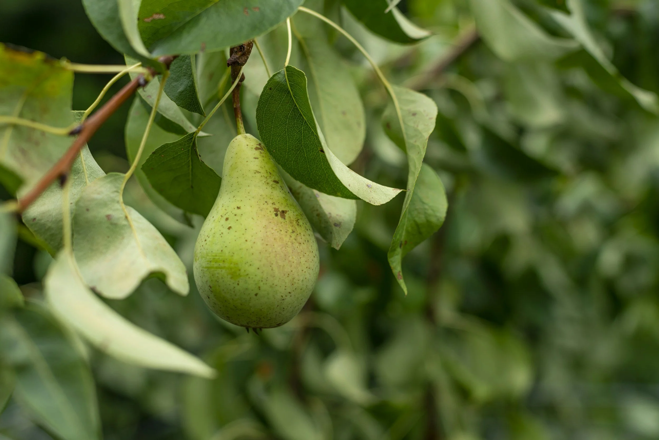 A close-up of a green pear hanging from a tree surrounded by green leaves.