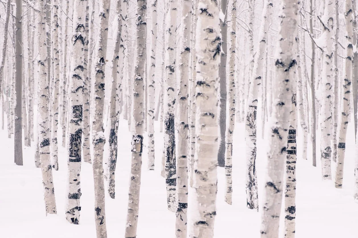 Snow-covered white birch trees in a winter forest.