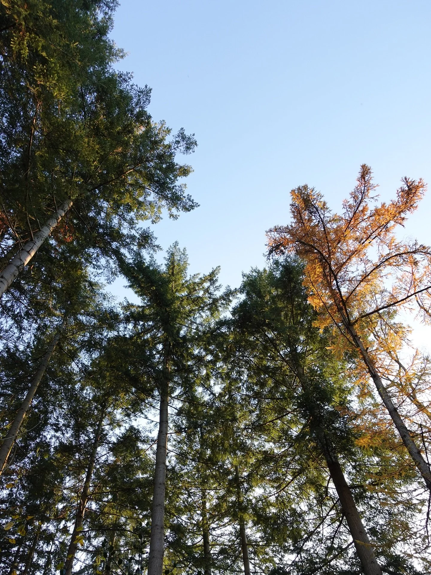 Behind the scenes 🧸🕯️🌿
-
#lifelately #photodump #autumn #fallvibes #forestwalk