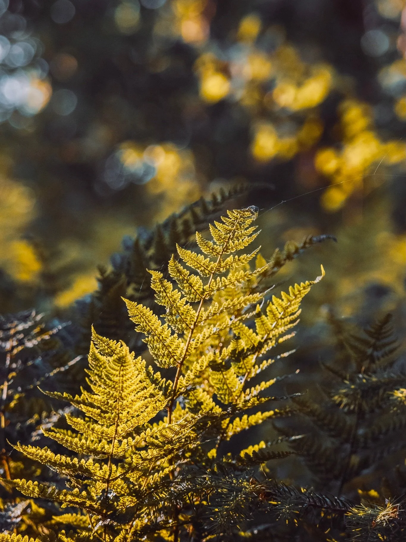 🌿📷🤎

-
#natures_moods #nature_perfection #naturephotography #natuurfotografie #natuurinnederland #natuurenbos #varens #forestwalk
