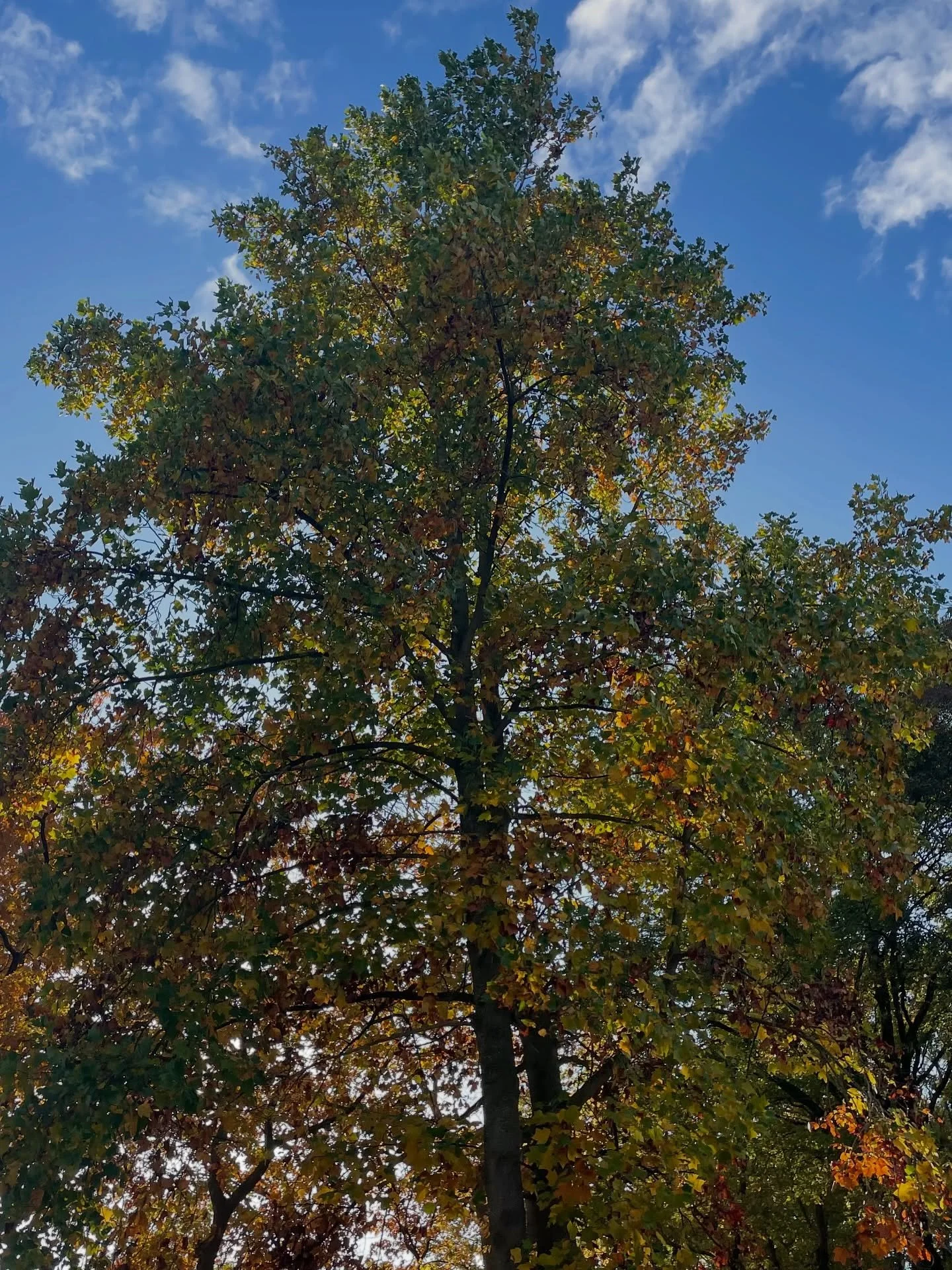 Photo dump 🧸🤍🎞️🍂