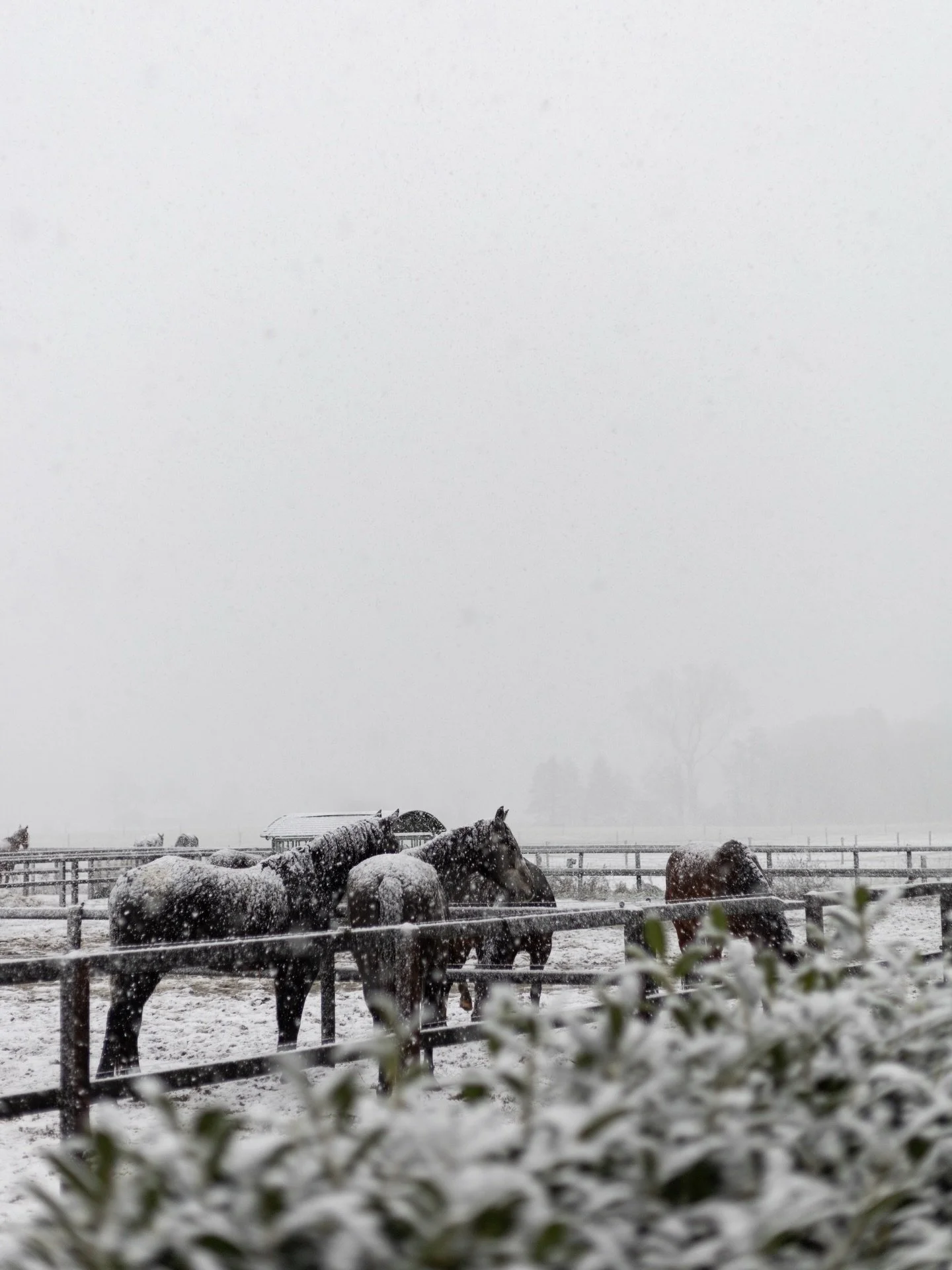 ❄️🌨️
-
#winterwonderland #sneeuw #natuurfotografie
