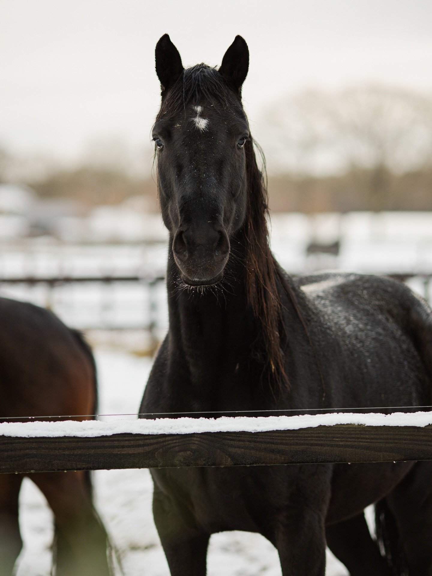 Winterwonderland vibes ❄️✨
-
#natuurfotografie #winterwonderland #snowdays #sneeuwinnederland