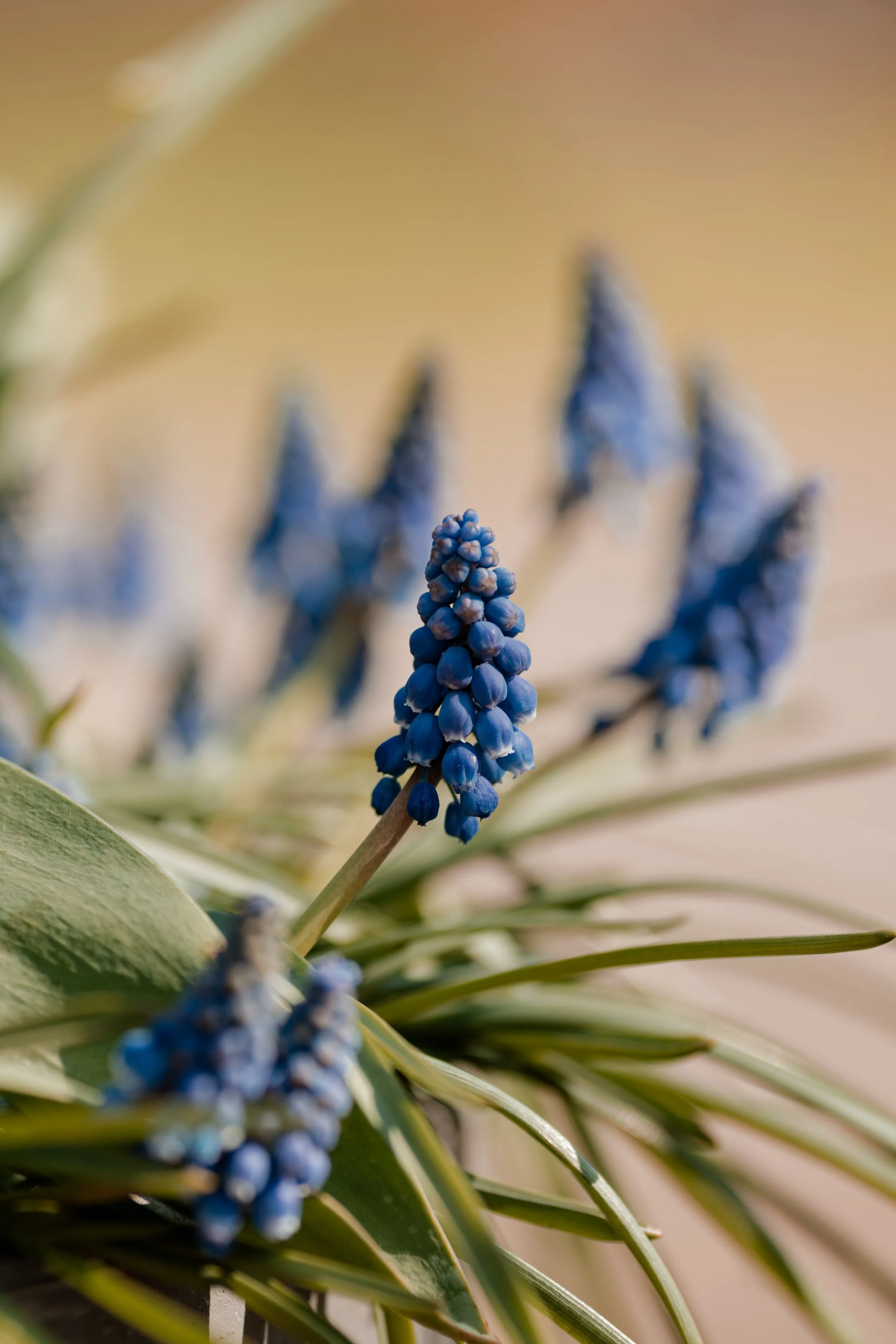 Slow living: rust vinden in een drukke wereld