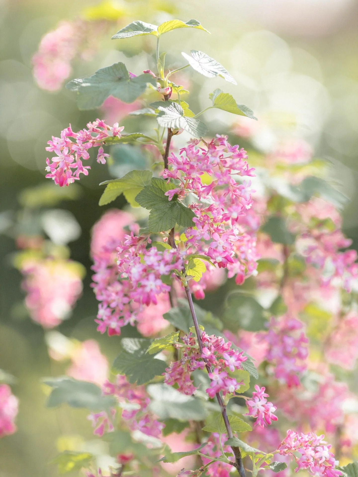 📷🌸🤍
-
#naturephotography #flowerstagram #flowerphotography