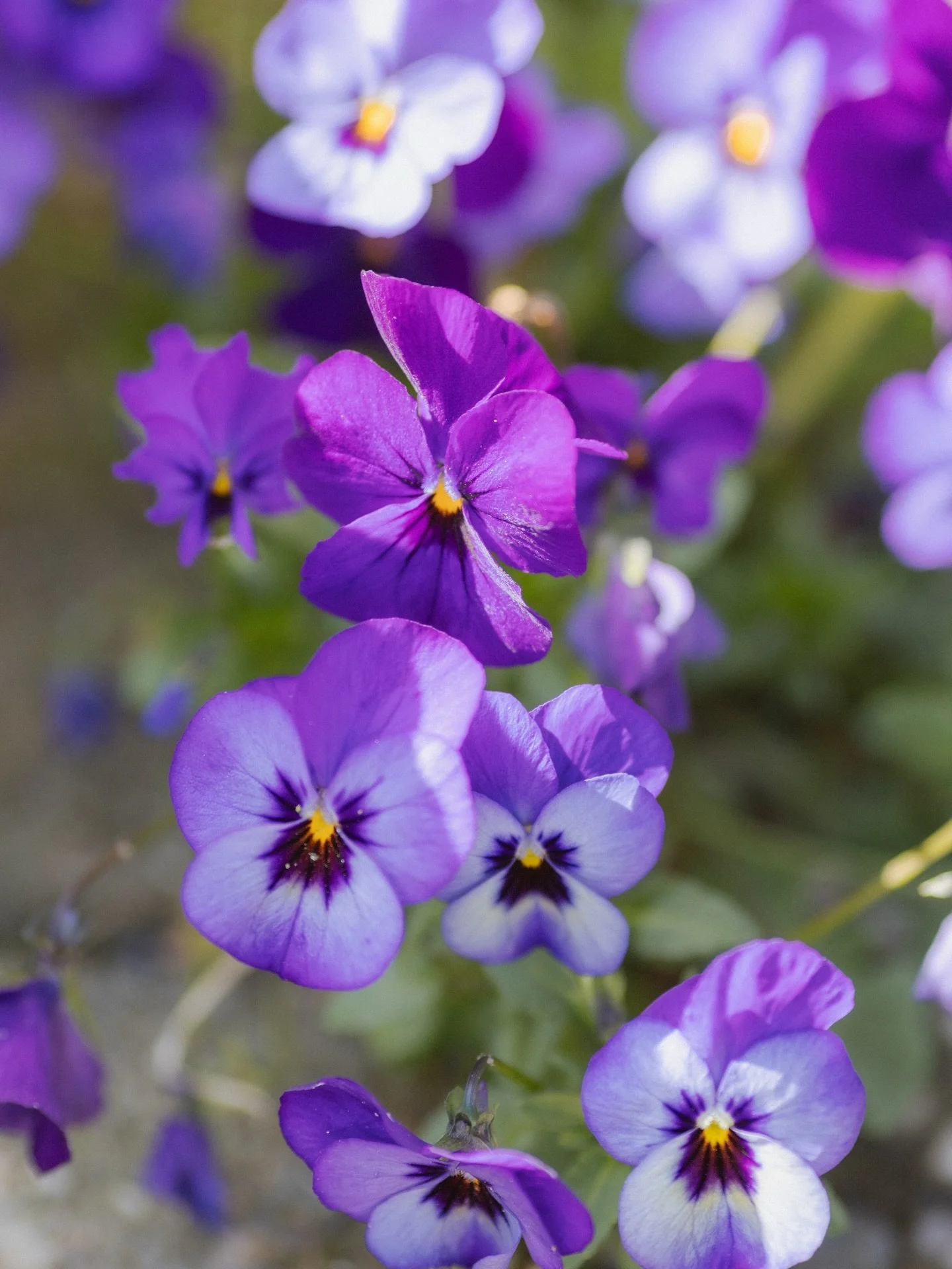 Spring feeling 💜🩷💛
-
#spring #springfeeling #lente #lentegevoel #naturephotography