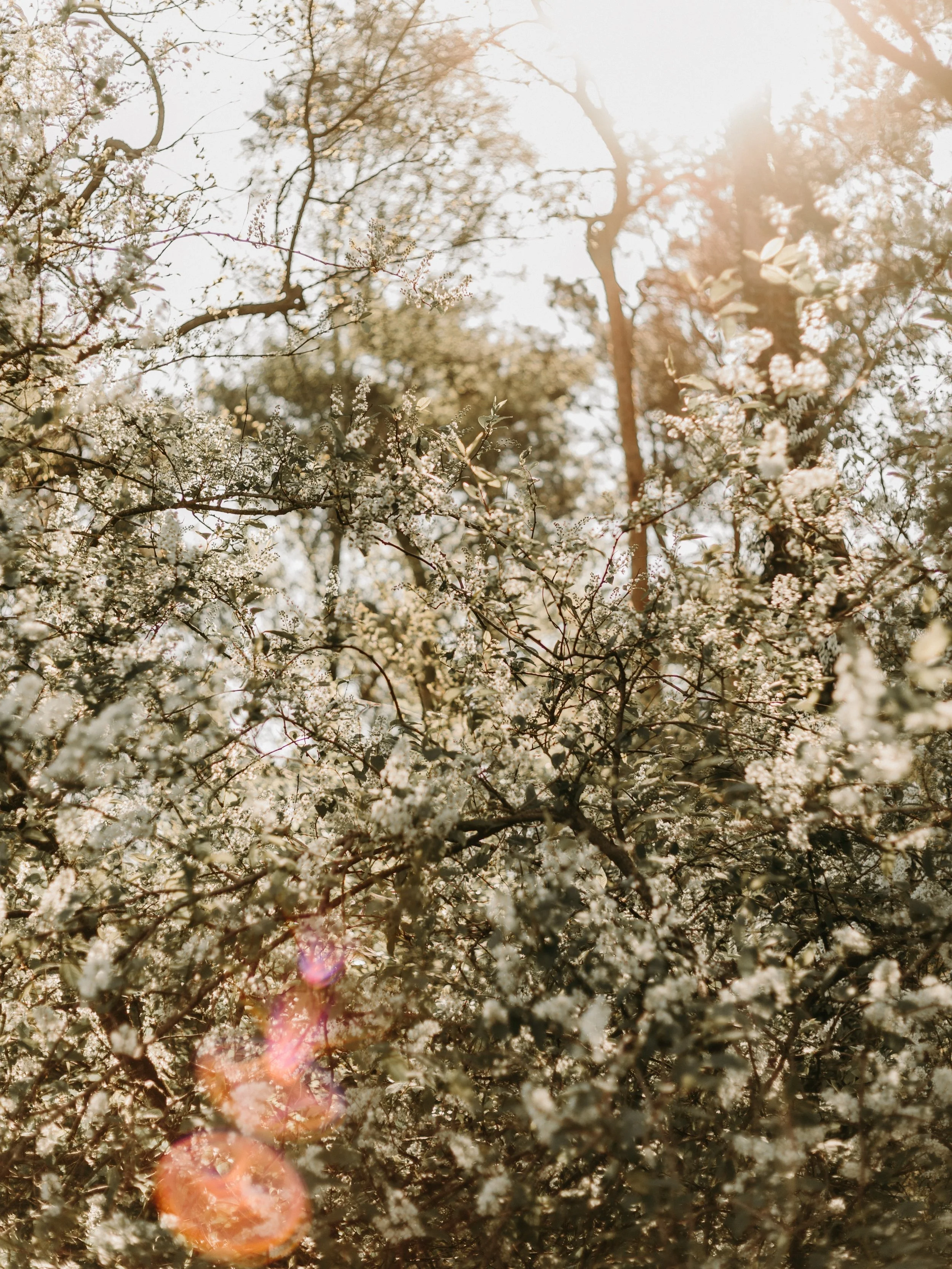 Caught in a soft spring moment ✨
-
#slowliving #spring #springmoments #naturephotography