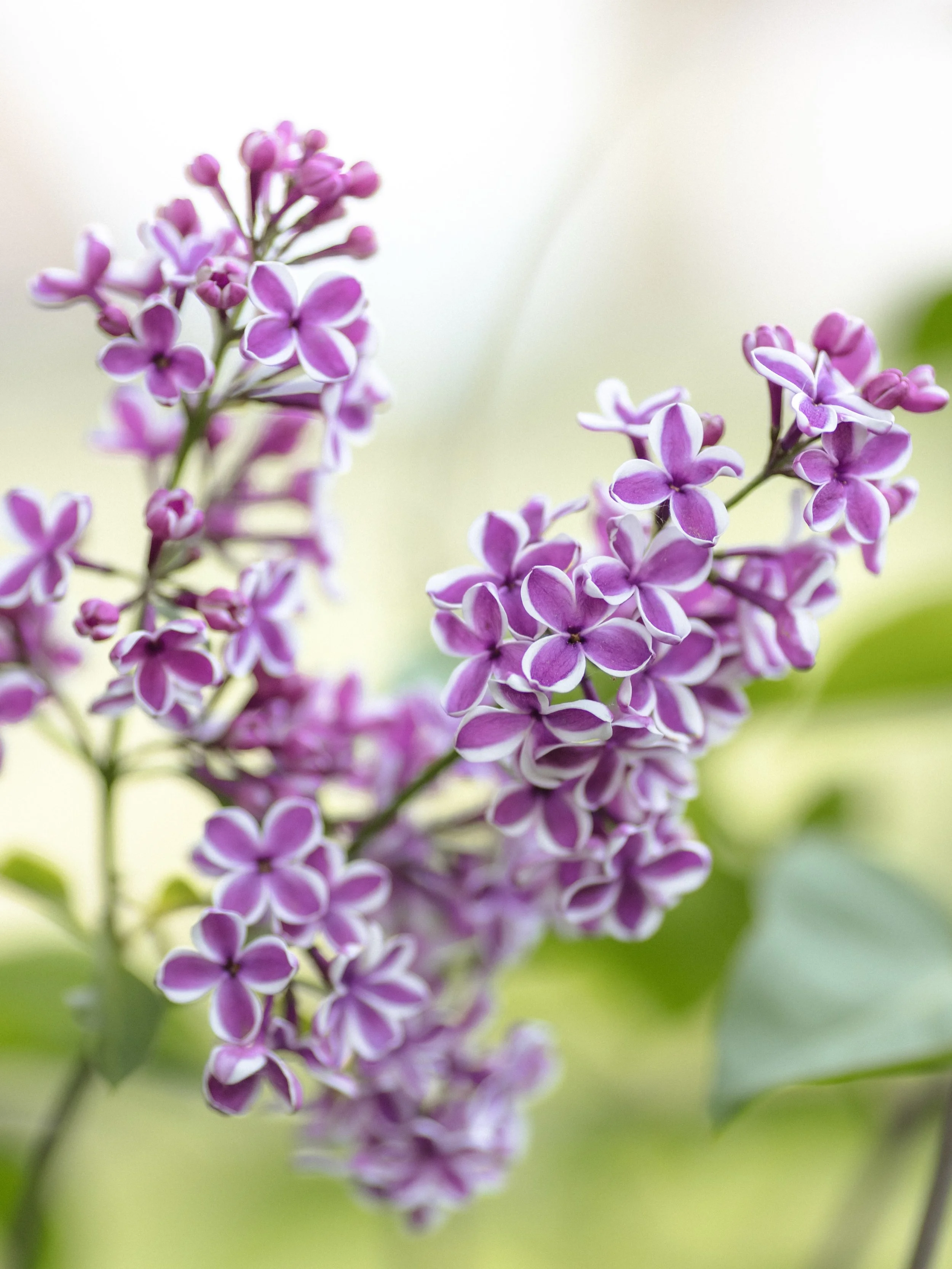 De tuin krijgt steeds meer kleur 🌸💜