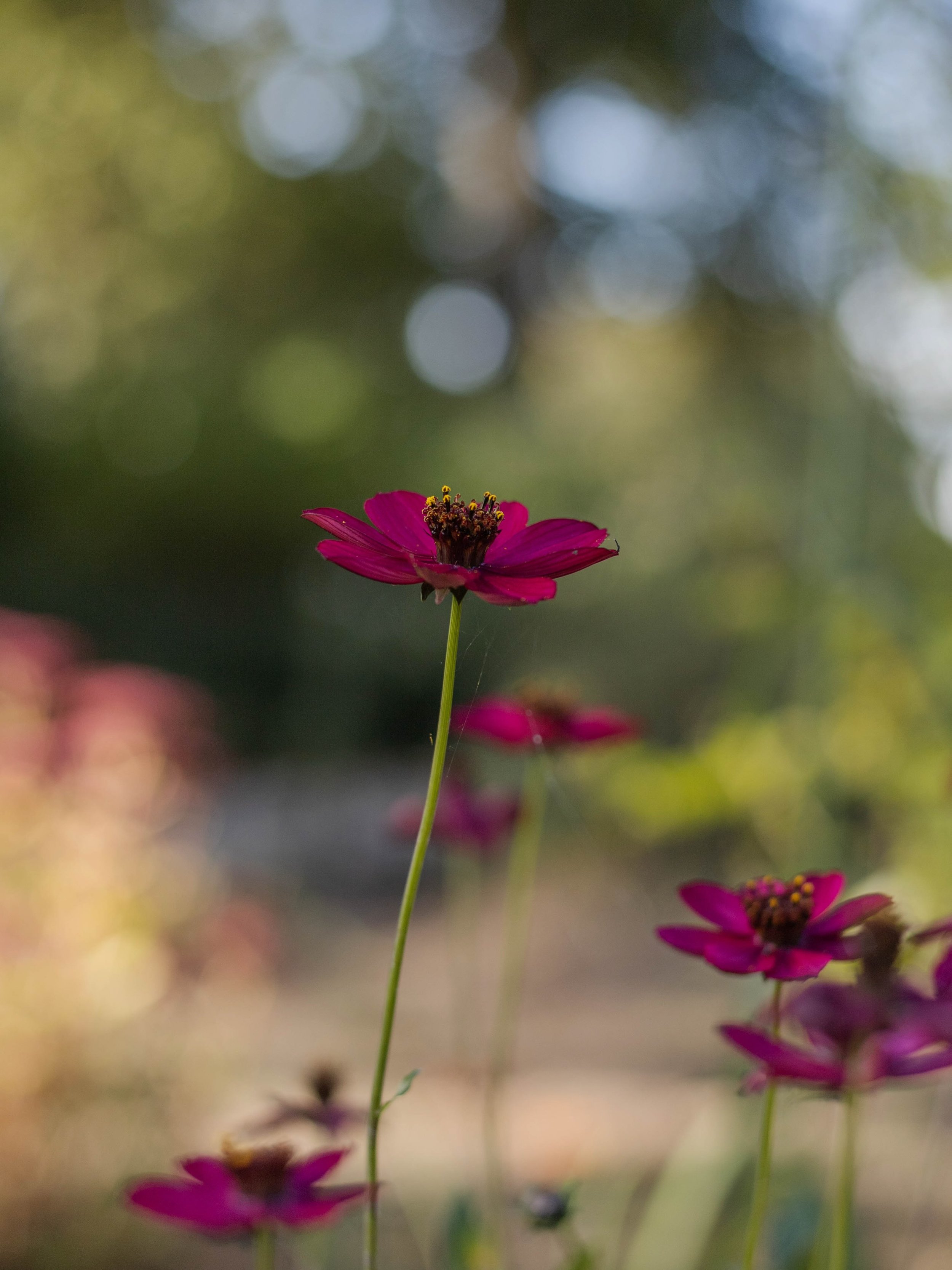 🌸🤍📷