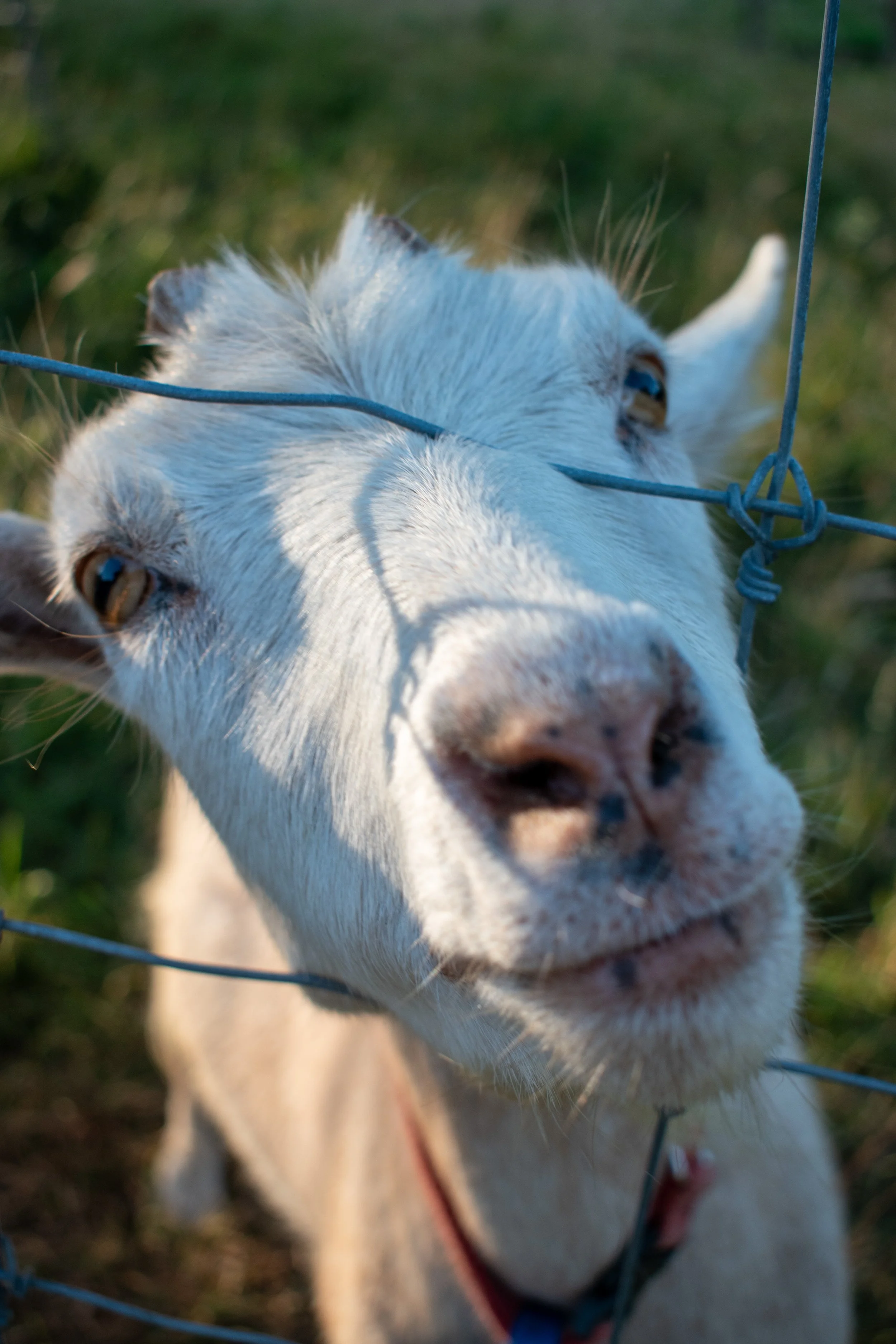 Nantucket25_3-7 copy.jpg