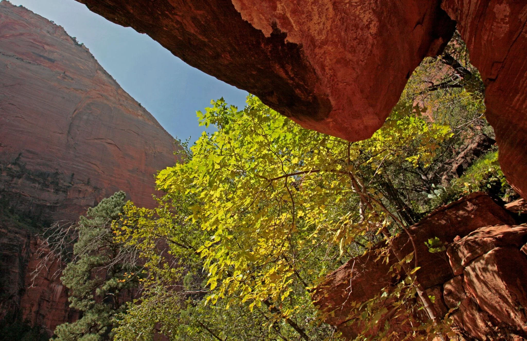 Scenic view of Emerald Pools trail and cliffs in Zion National Park
