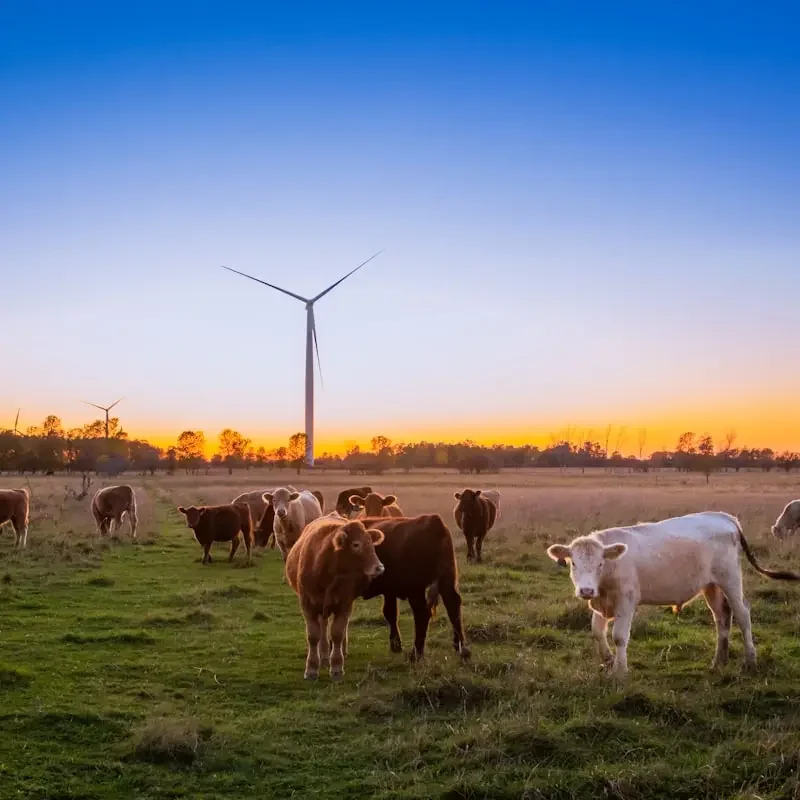 Cows standing in a field in front of a wind turbine