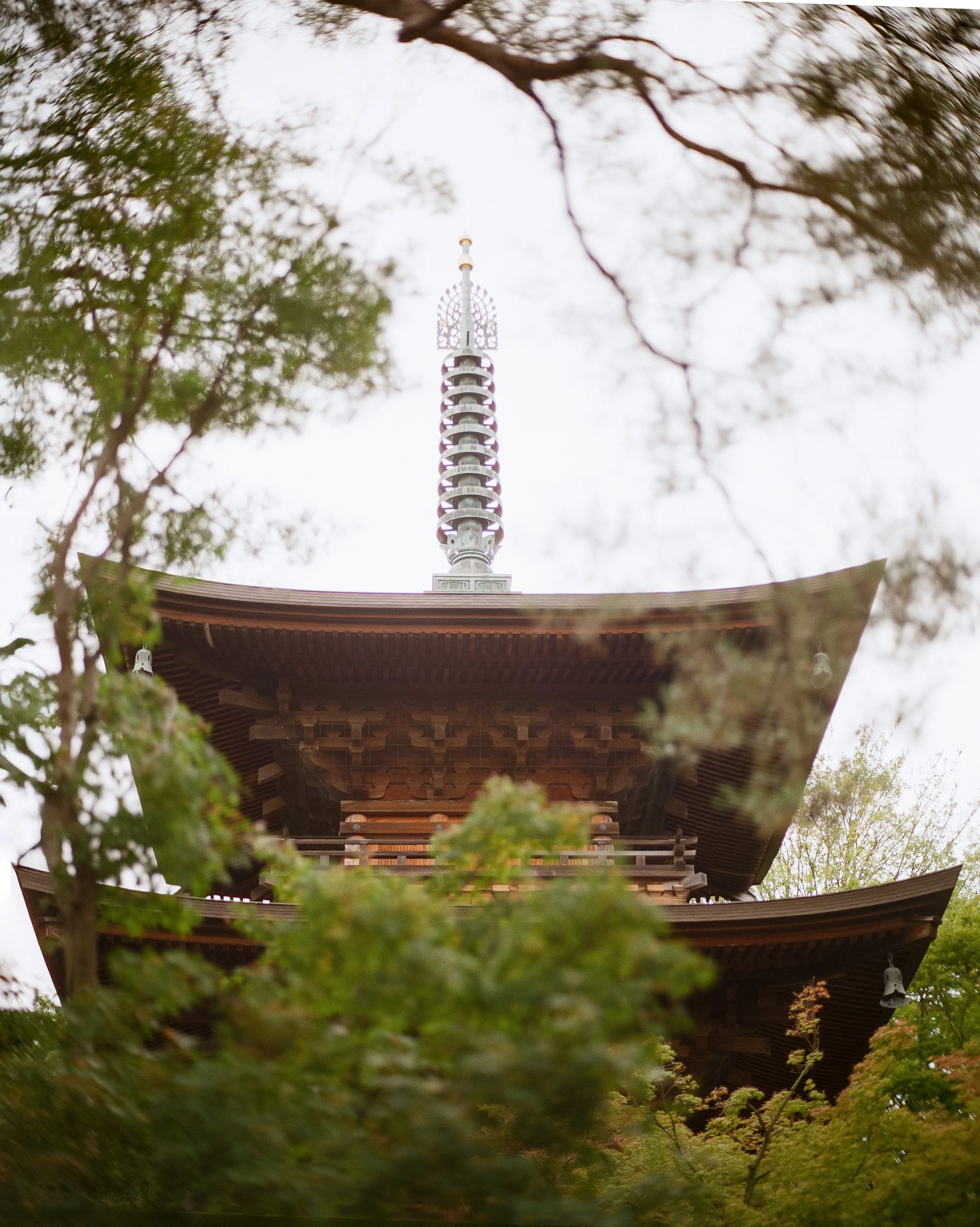 P67 P800 Kitty Shrine-1.jpg