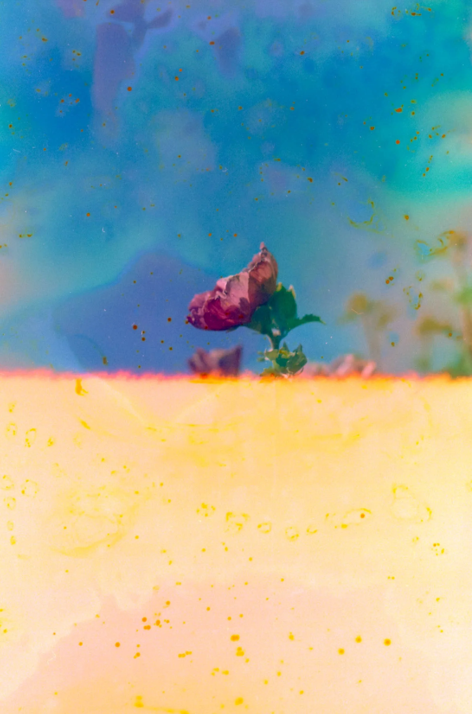 WEB F400 Flowers-24.jpg