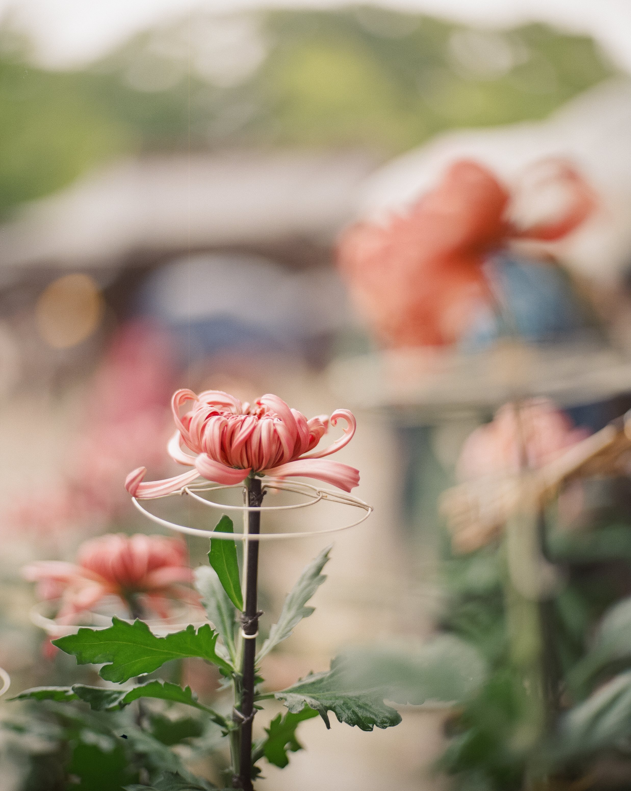 P67 P800 +1 Tokyo-9.jpg