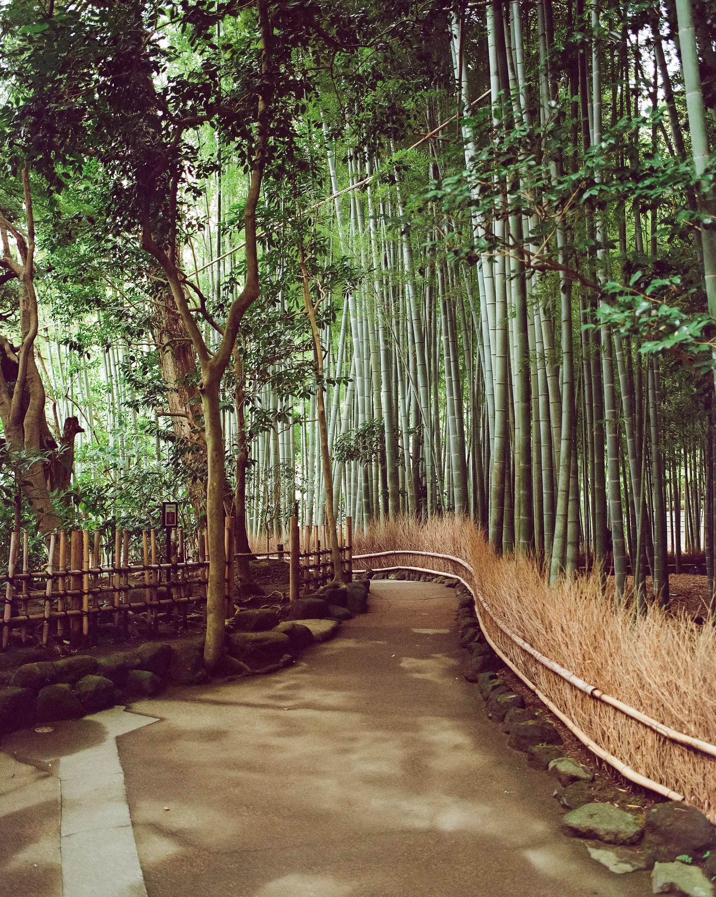 P67 P800 Kamakura-2.jpg