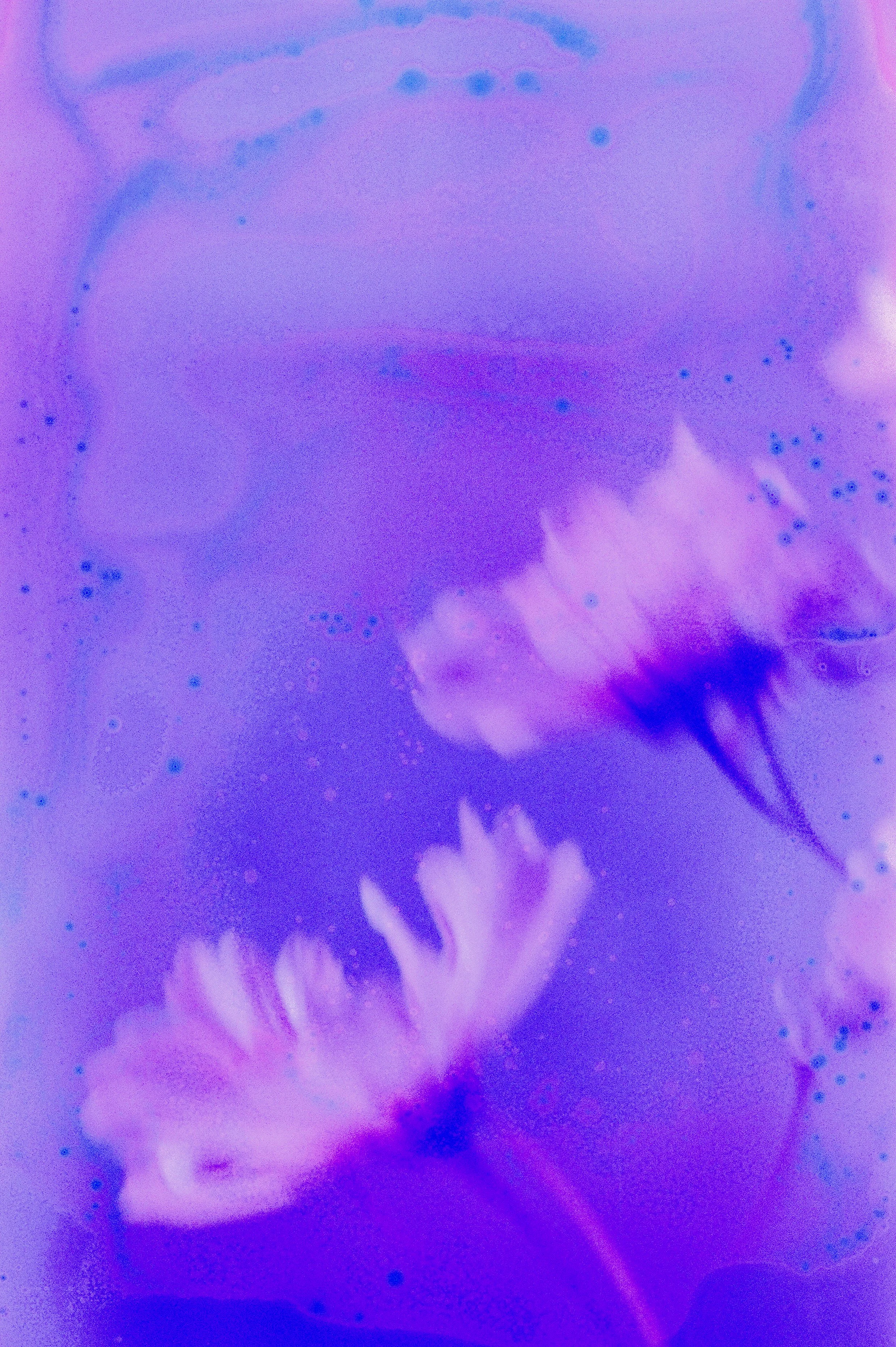 Flower Soup F200 Expired-18.jpg