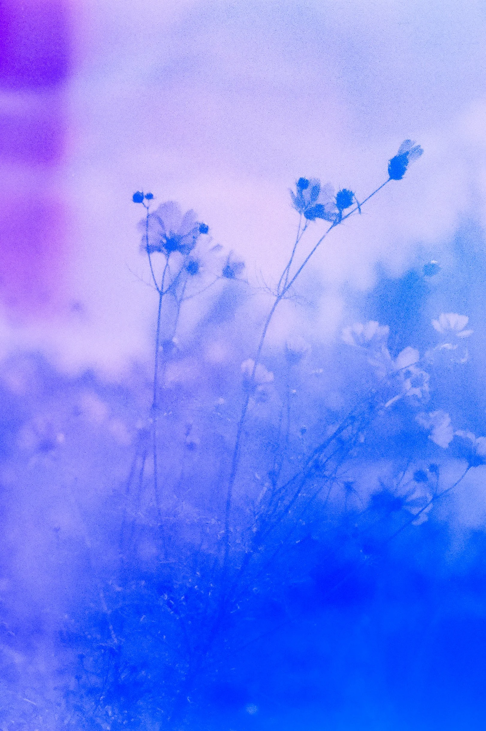 Flower Soup F200 Expired-33.jpg