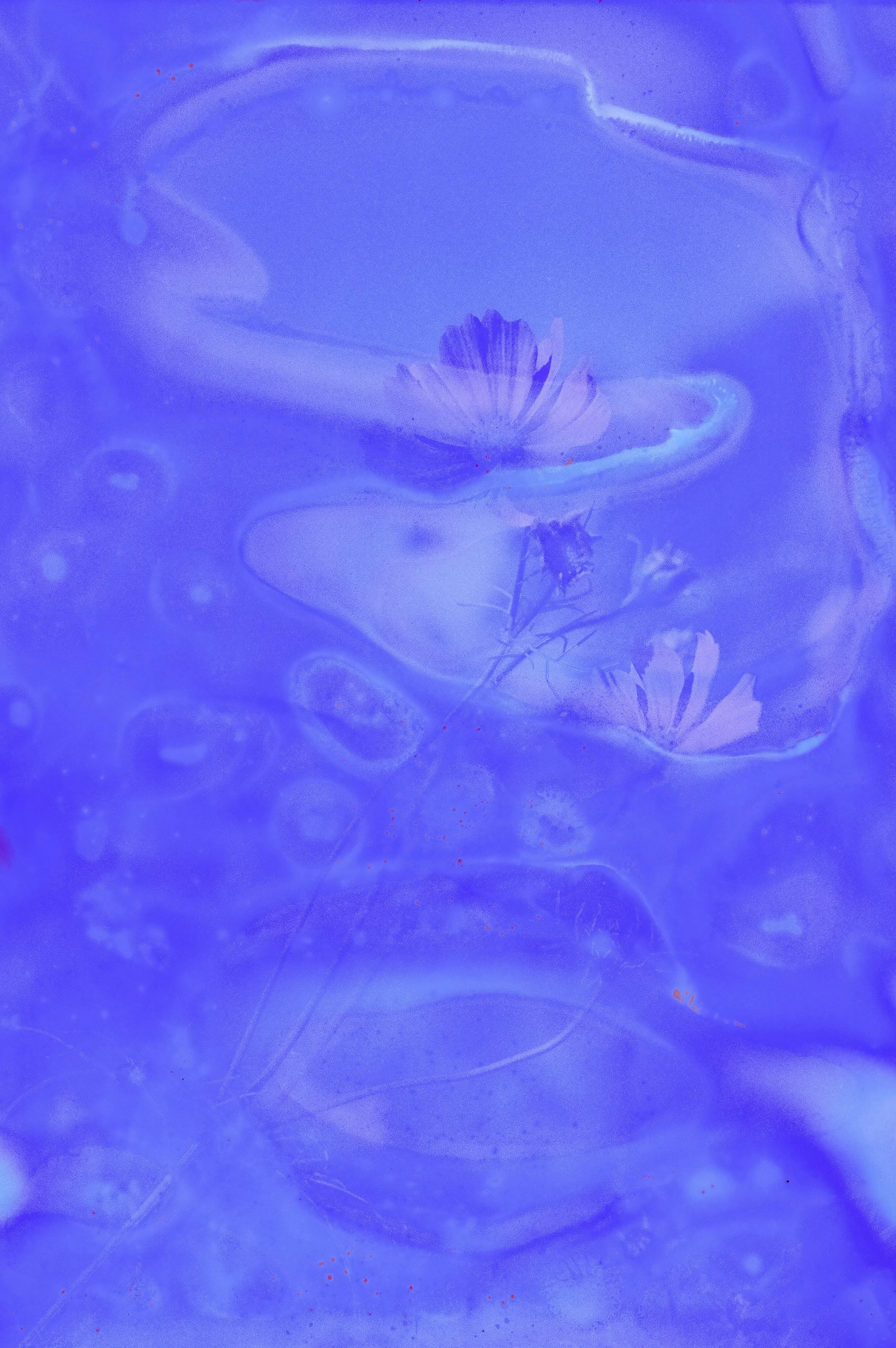 Flower Soup F200 Expired-5.jpg