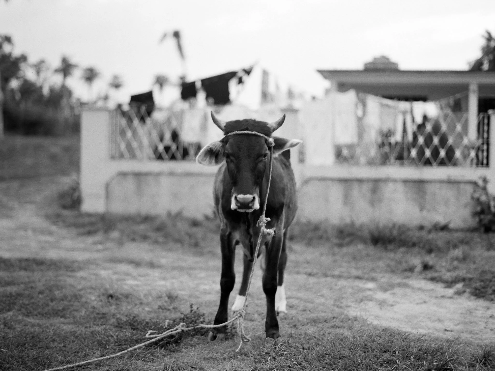 WEB Cow TriX-1.jpg
