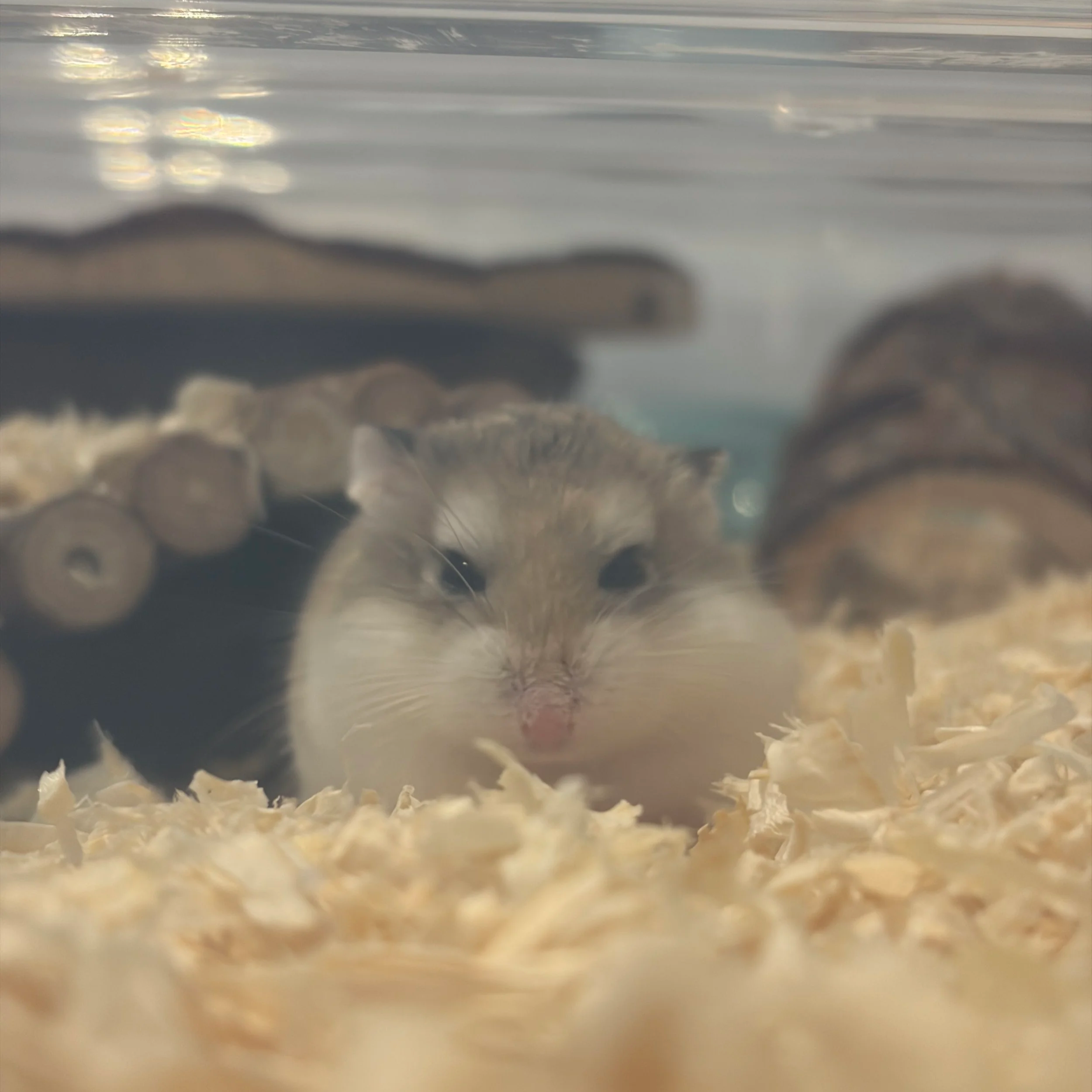 Close-up of a hamster in its enclosure, staring into user POV.