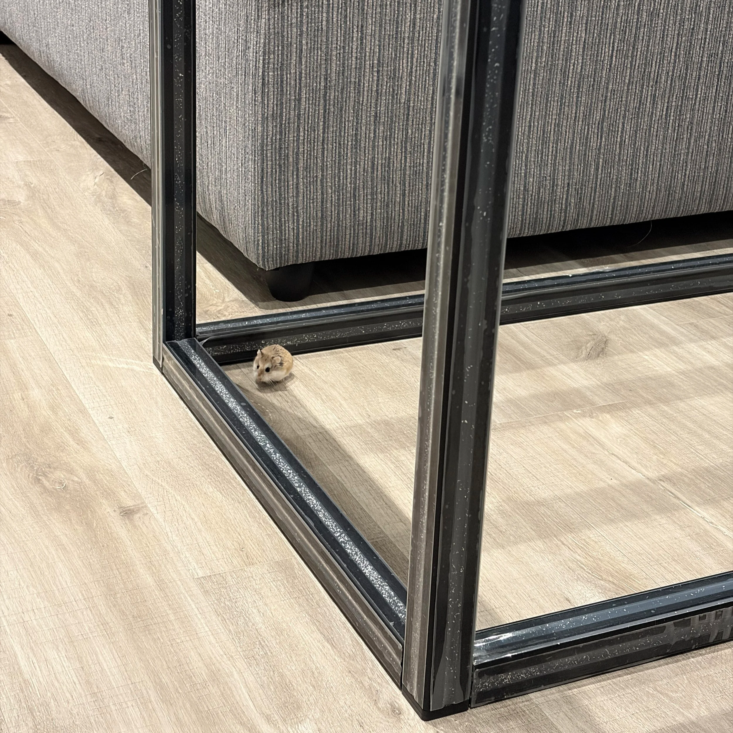 Close-up of a small hamster standing near the base of a black metal bed frame and a gray upholstered bed in a room with wood-look flooring.